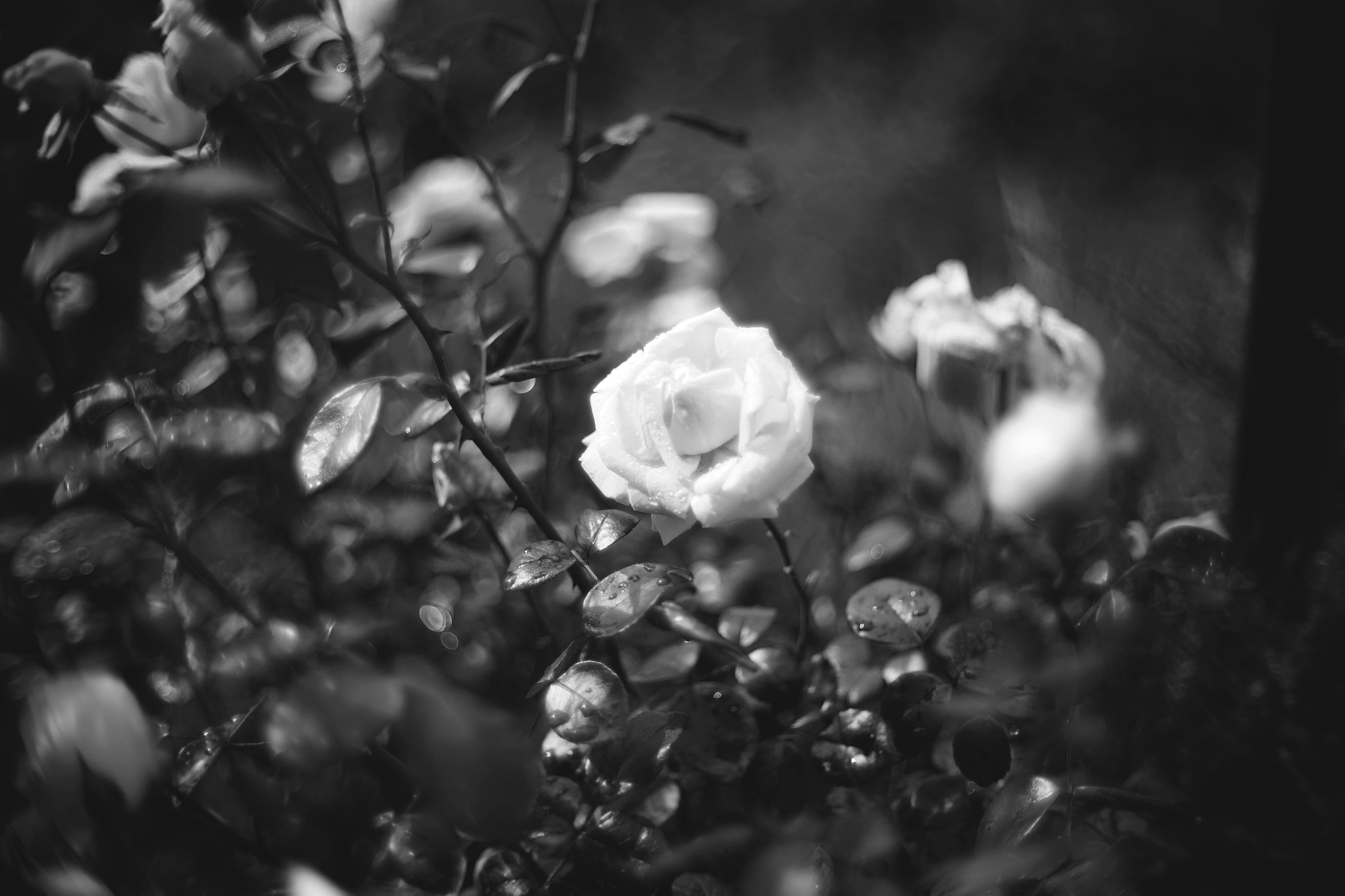white roses garden pl biotar bw 2.jpg