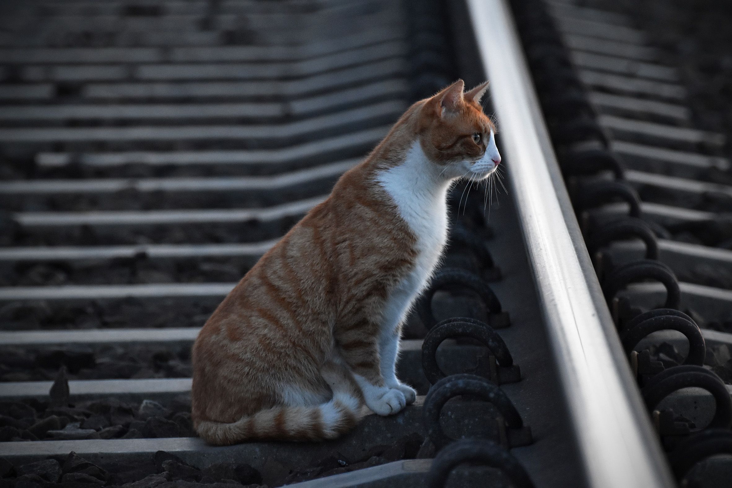 ginger cat tracks 3.jpg