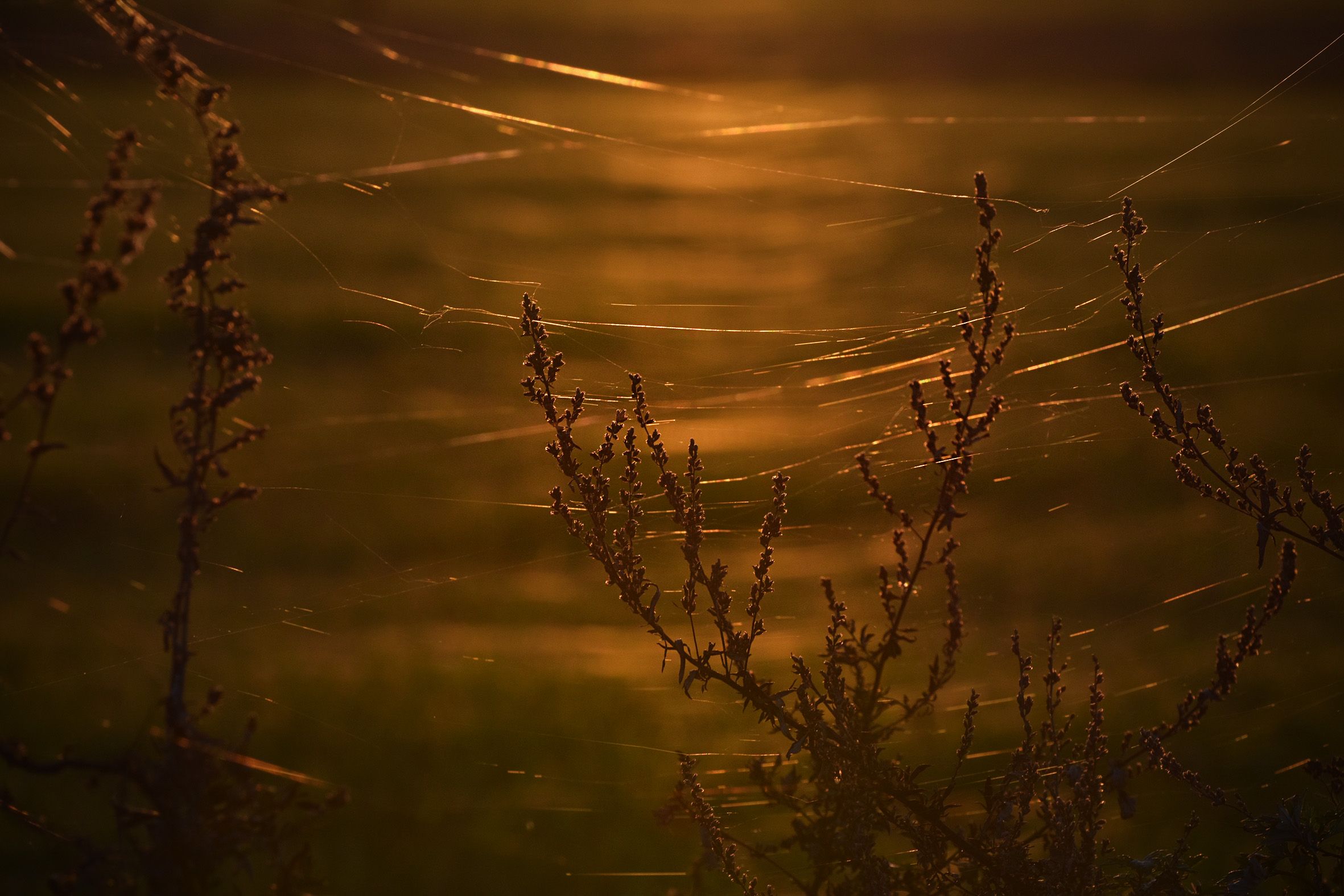 sunset autumn webs 4.jpg