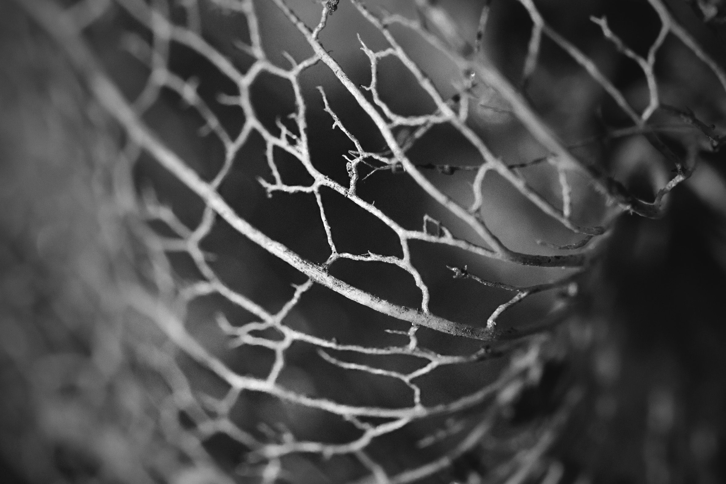 Physalis lace pl bw 2.jpg