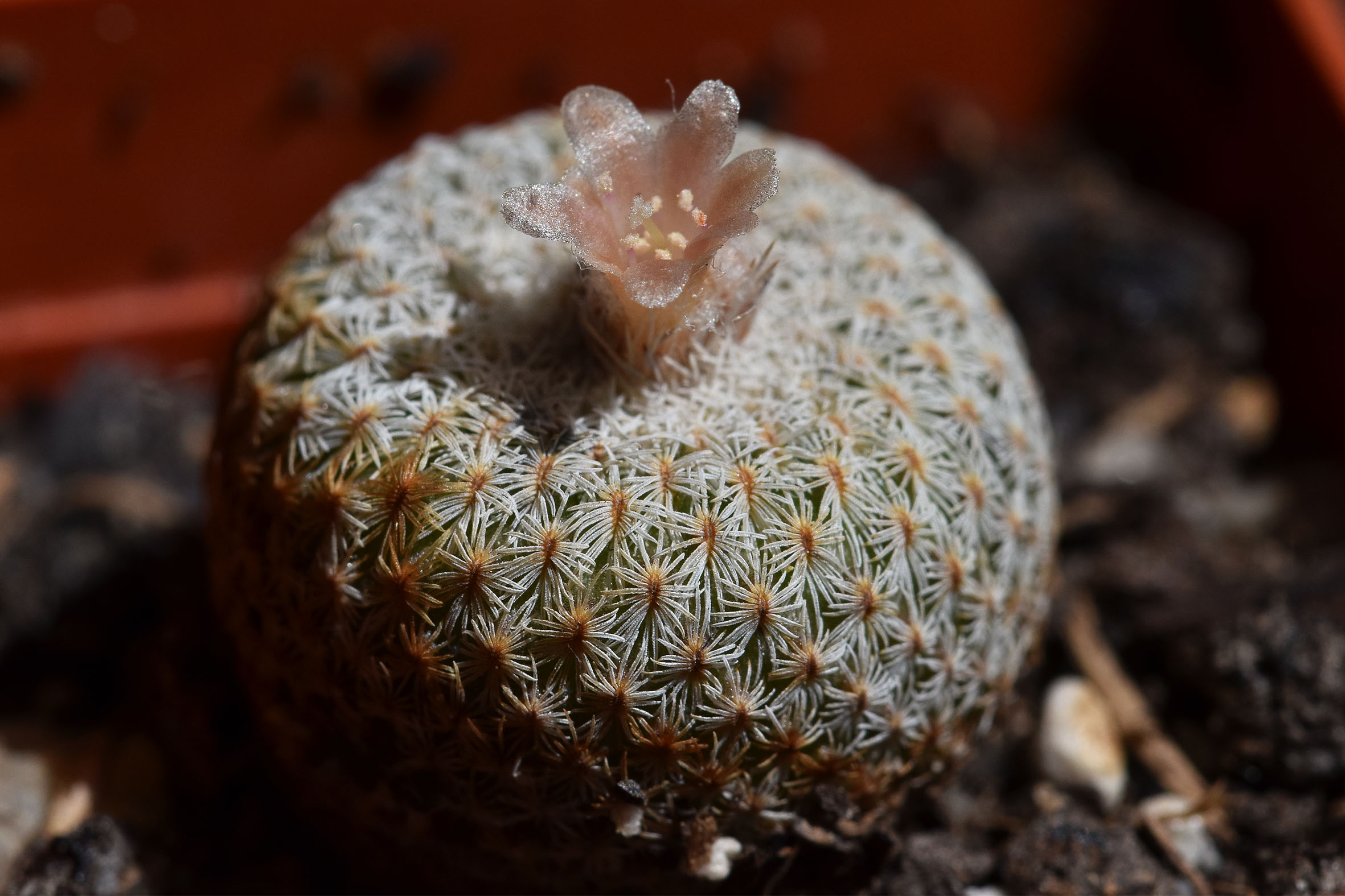 Epithelantha micromeris first flowers 2023 4.jpg