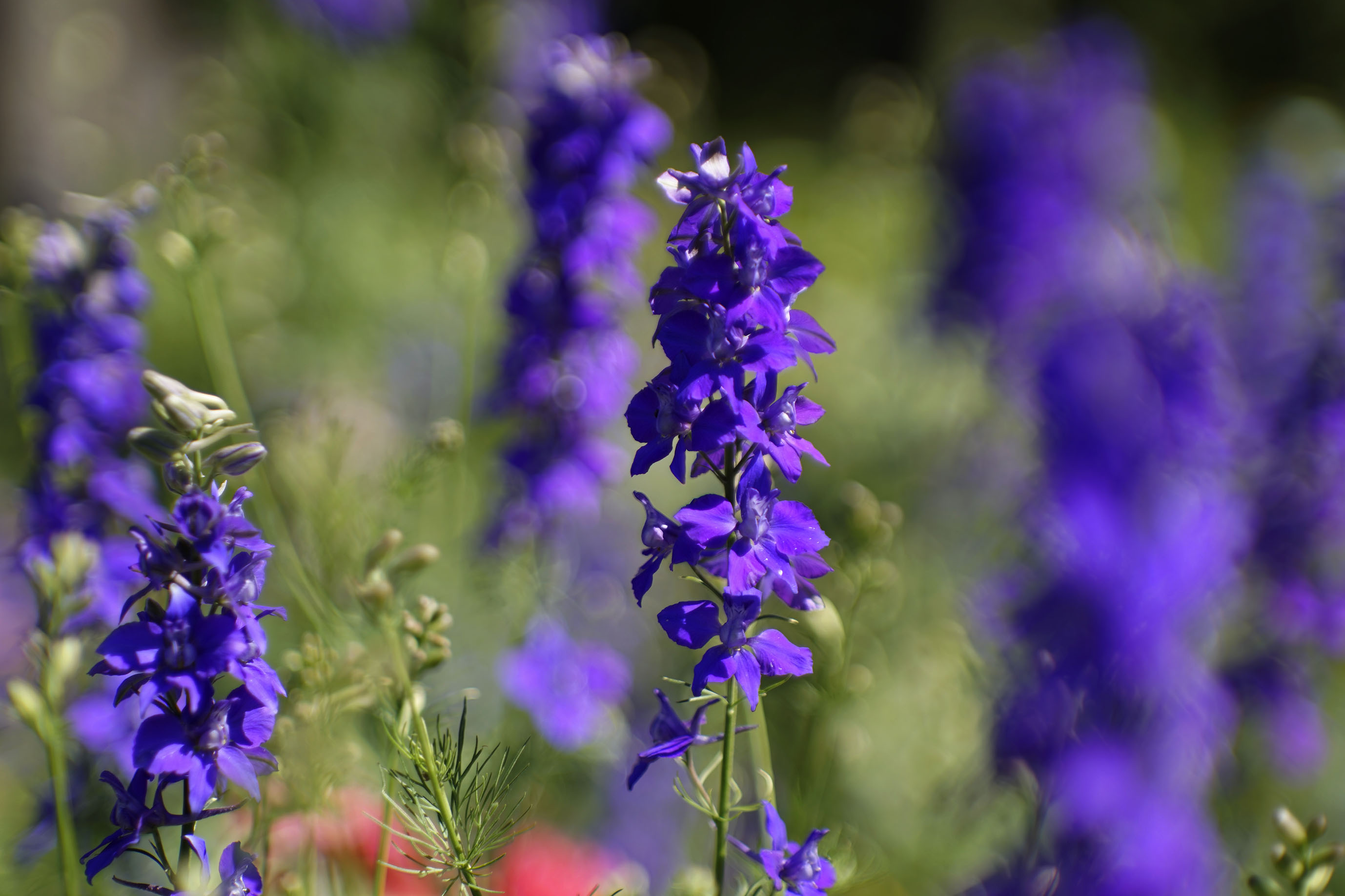 delphinium garden jupiter 2.jpg