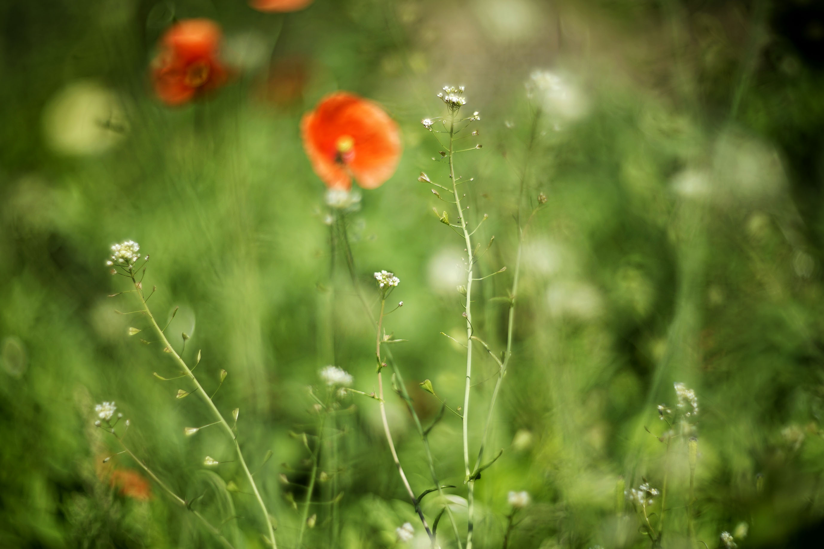 wildflowers lawn helios 2.jpg