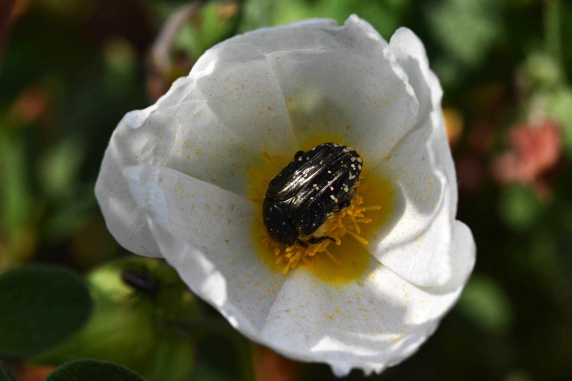 insects cistus 1.jpg