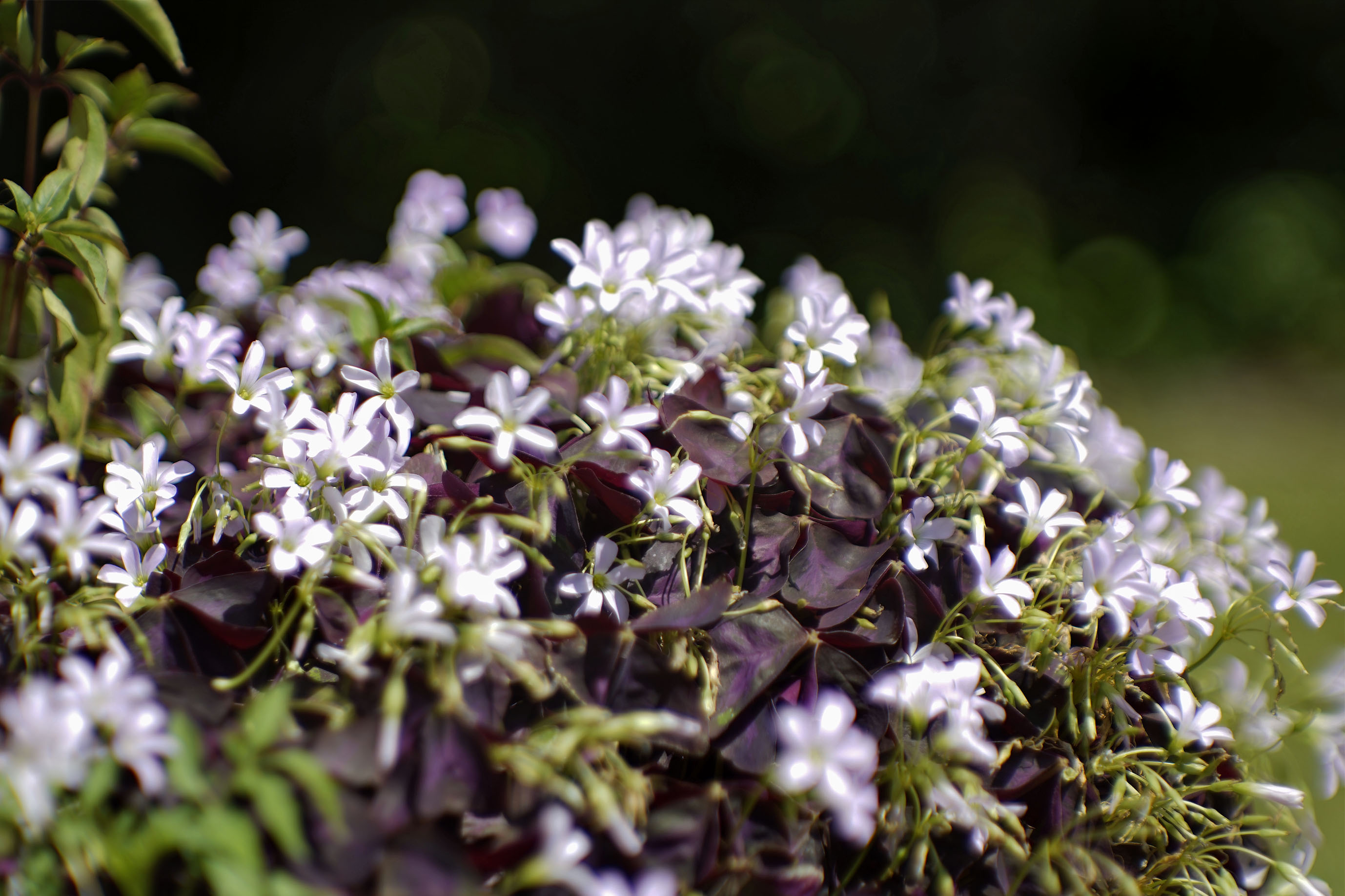 oxalis fuchsia 2.jpg