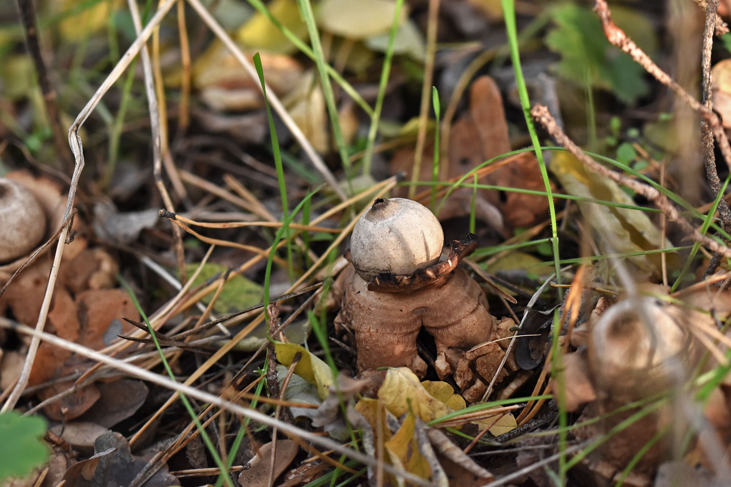 geastrum earthstar mushroom pl 4.jpg