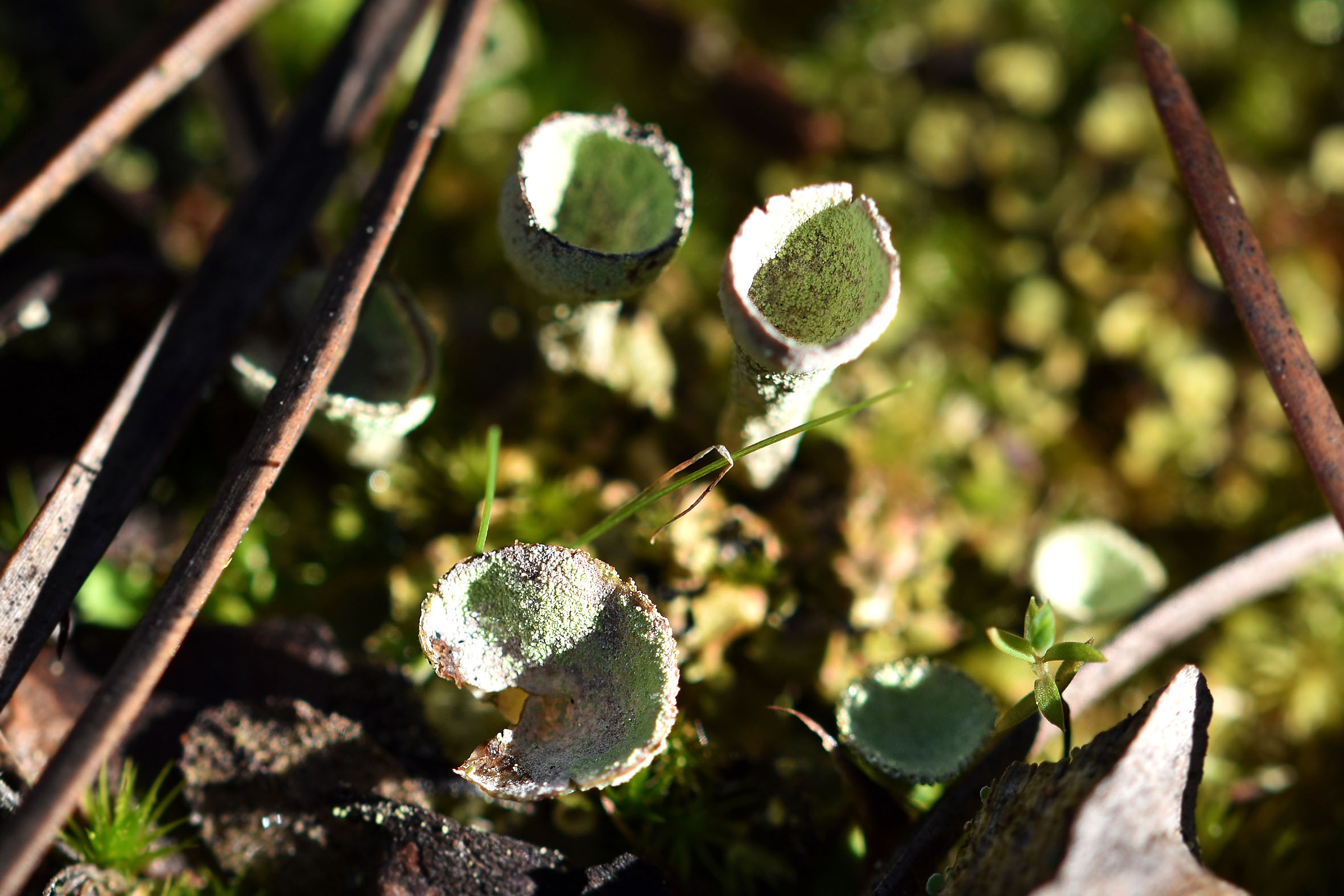 cladonia lichen cups 1.jpg