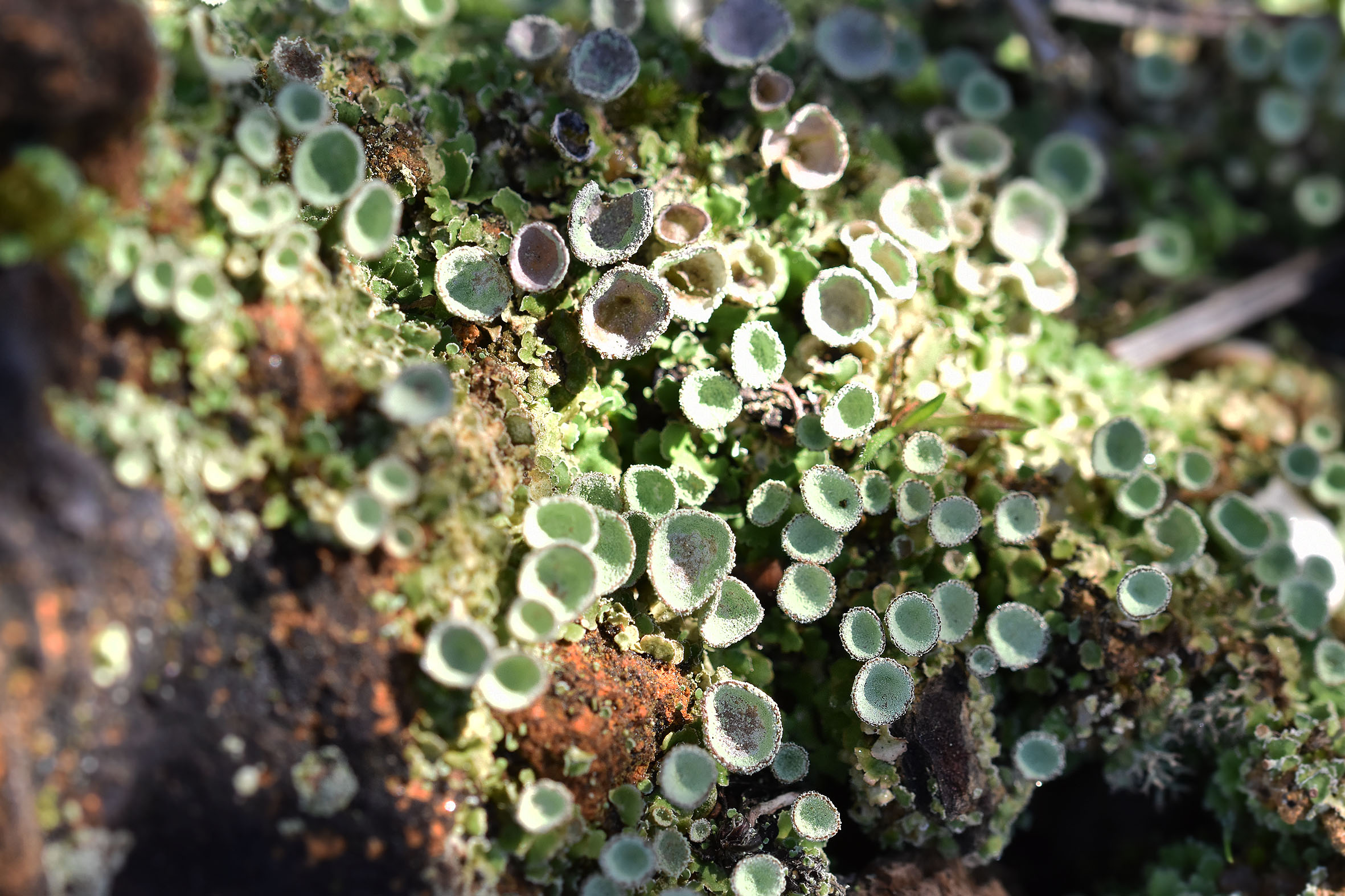 cladonia lichen cups 5.jpg