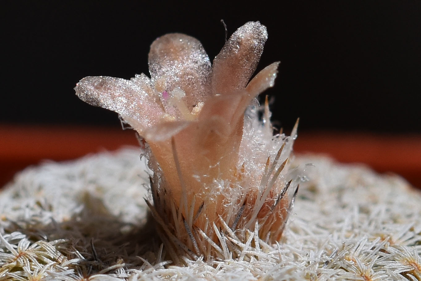 Epithelantha micromeris first flowers 2023 1.jpg
