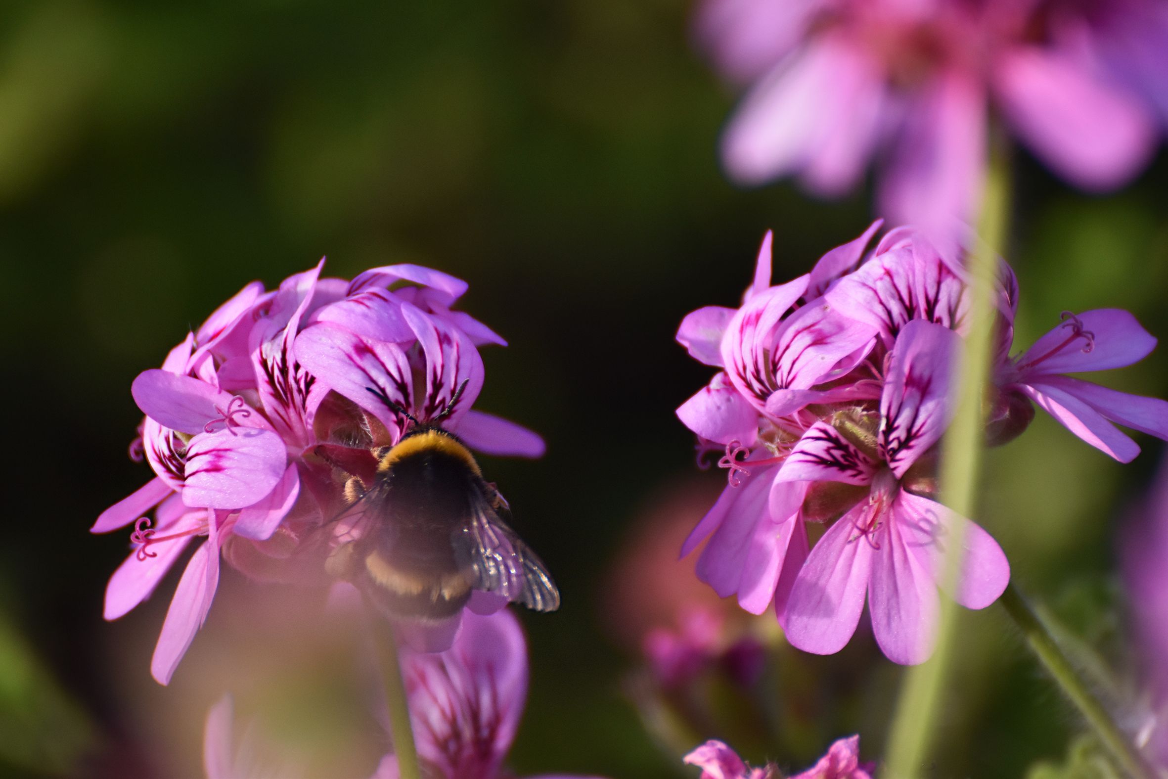 Bumblebee pelargonium 3.jpg