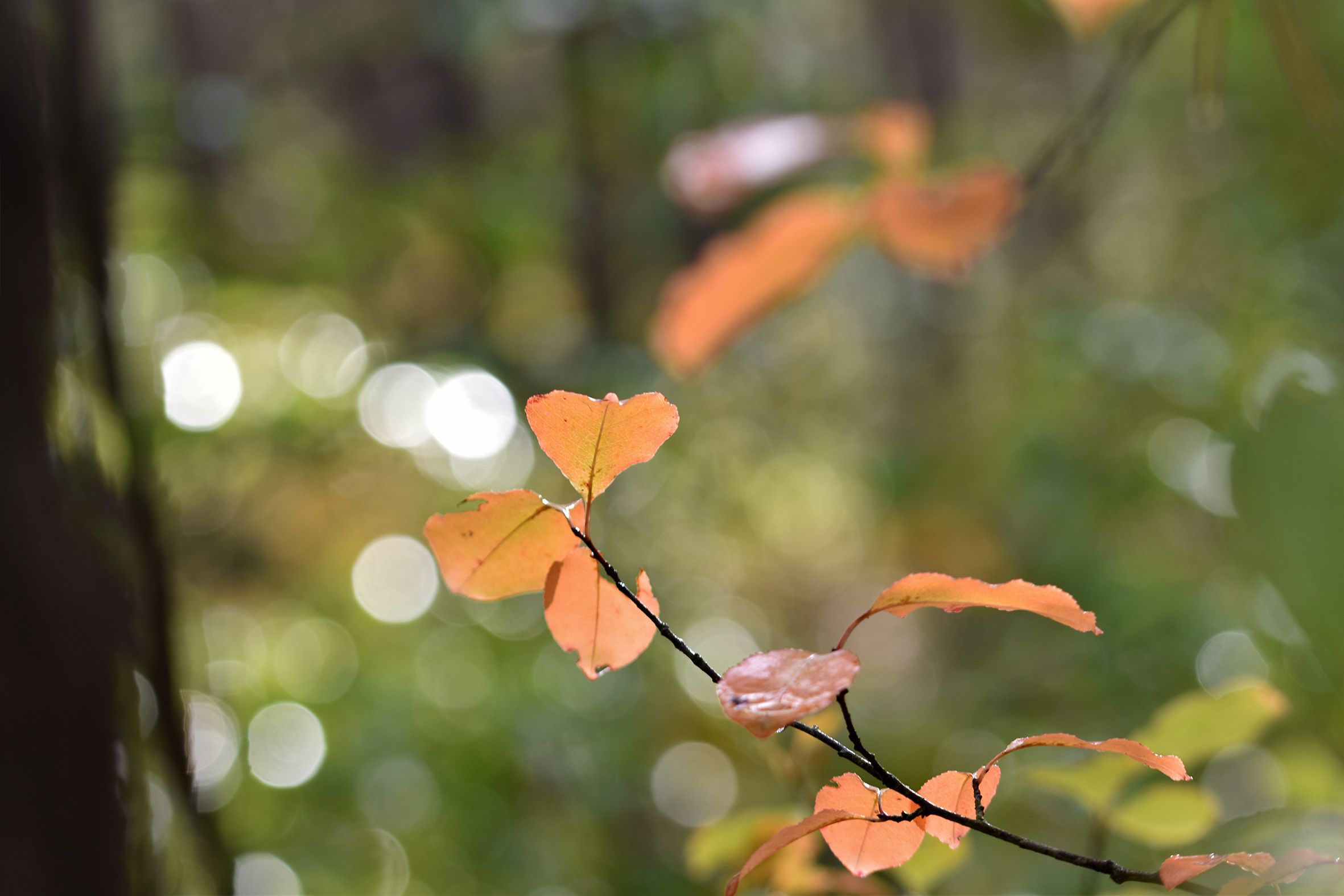 forest bokeh rain pl 10.jpg