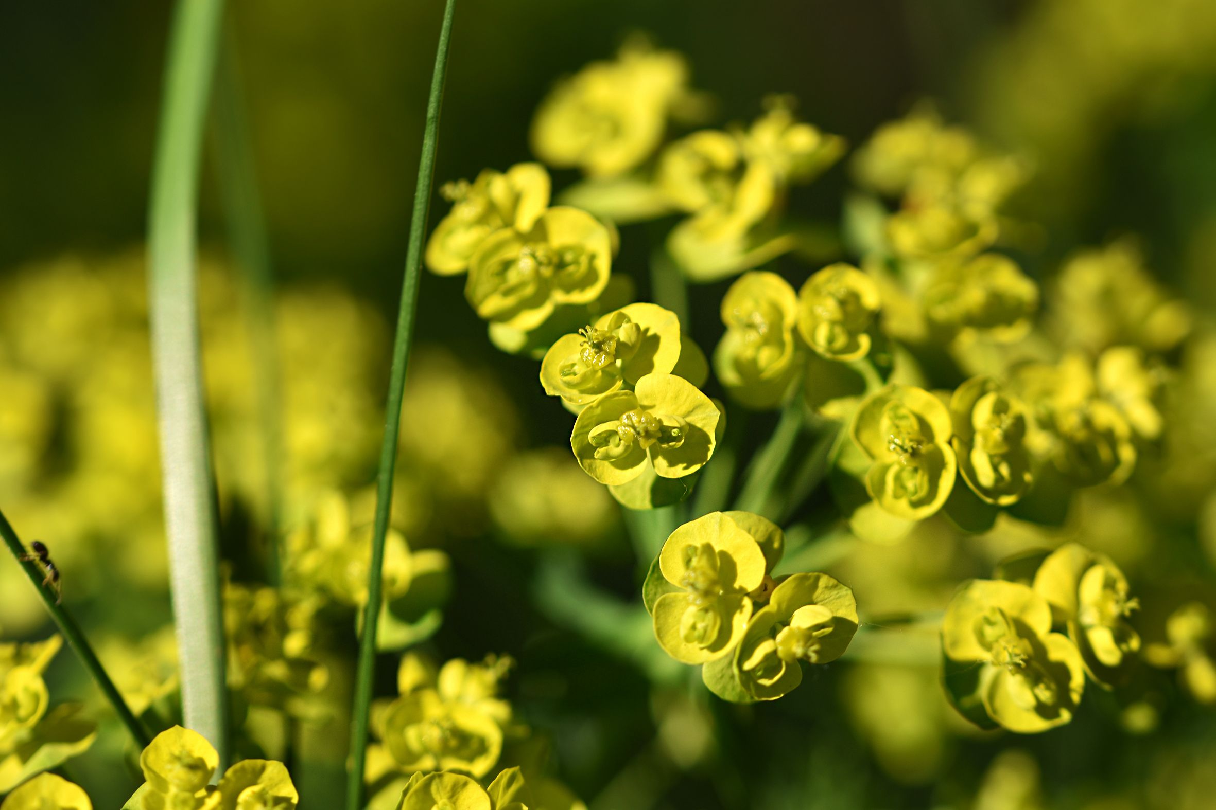 Euphorbia flowers pl 4.jpg