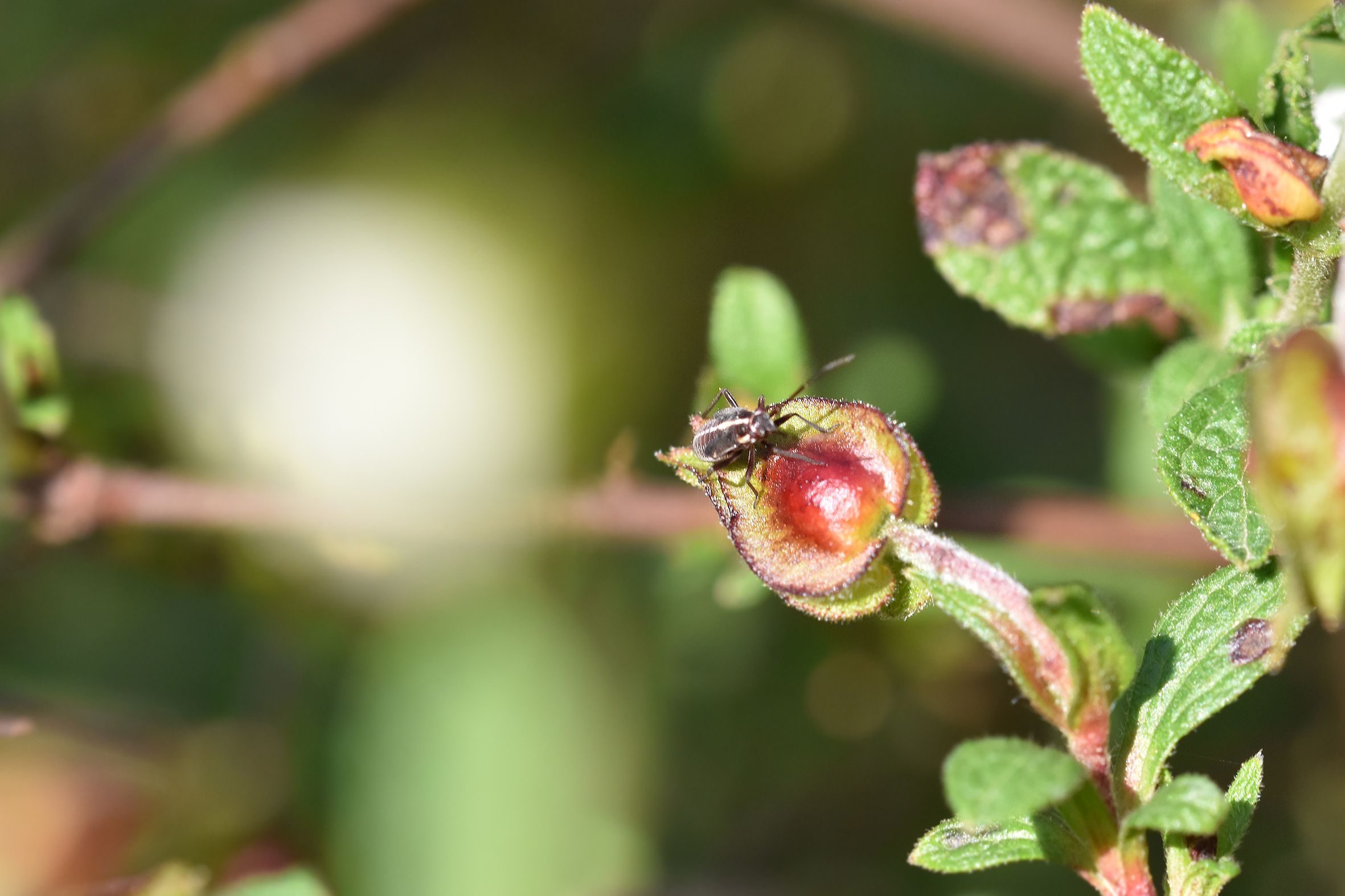 insects cistus 6.jpg