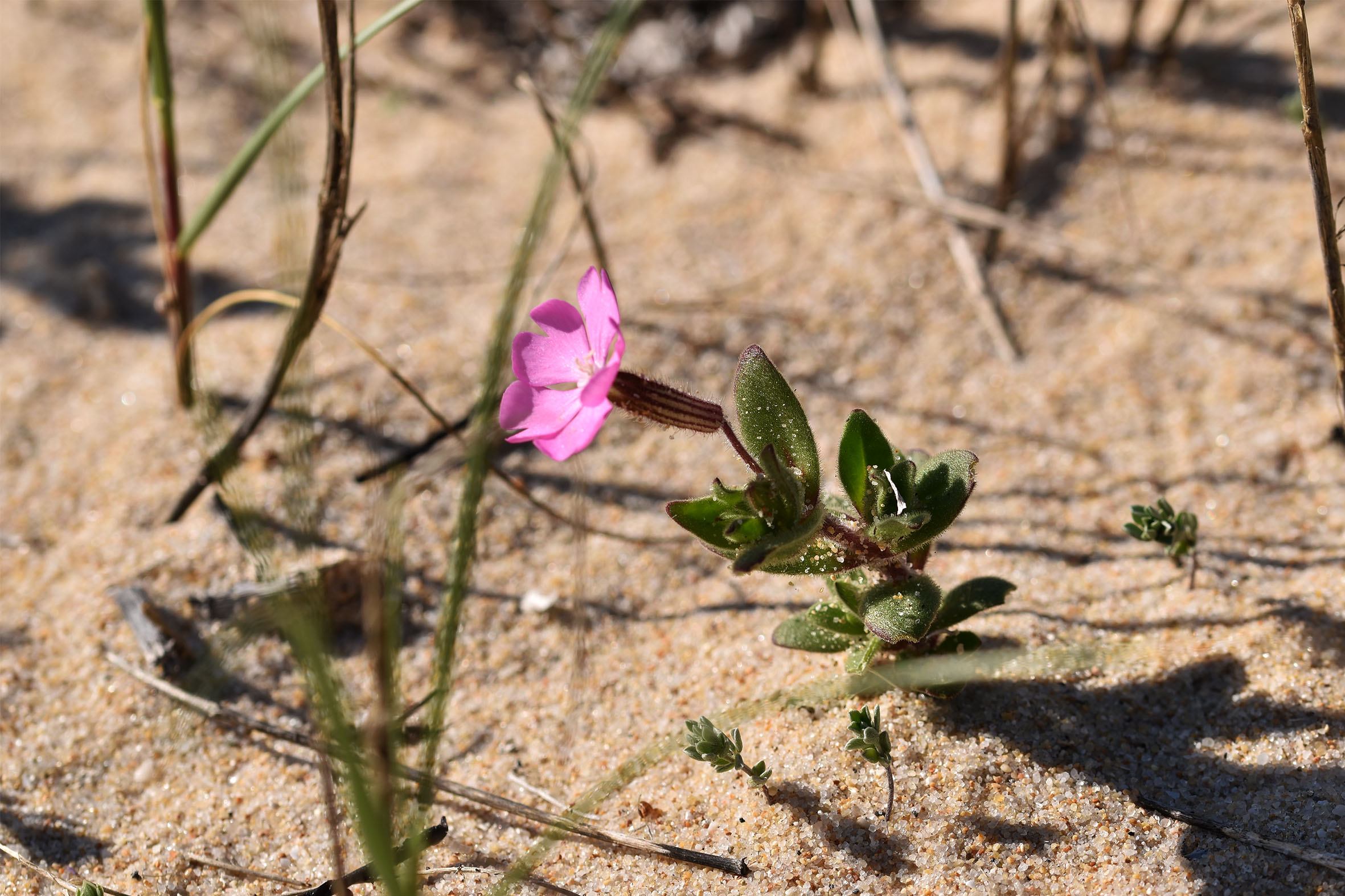 beach plant 5.jpg