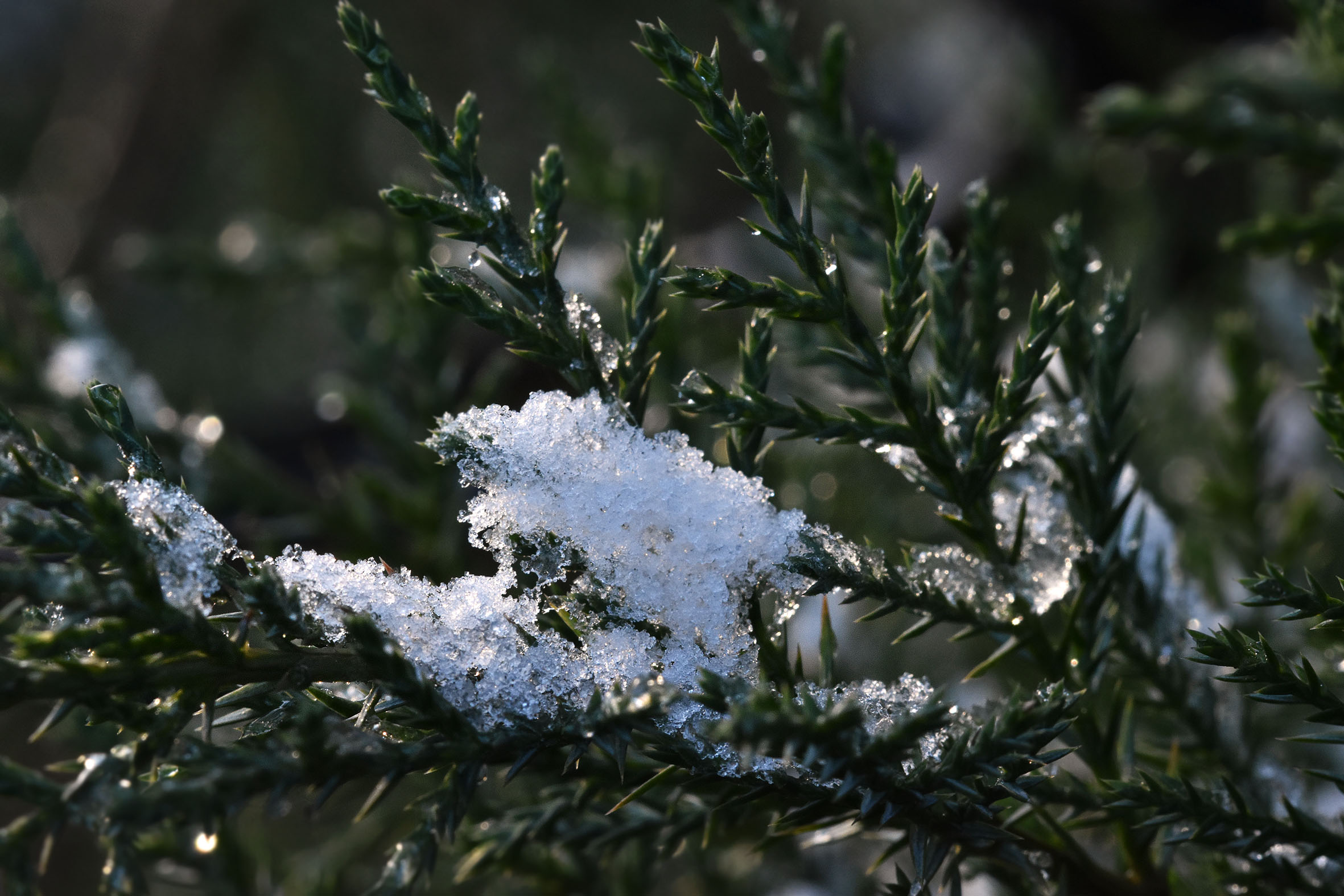 winter snow shrub 1.jpg