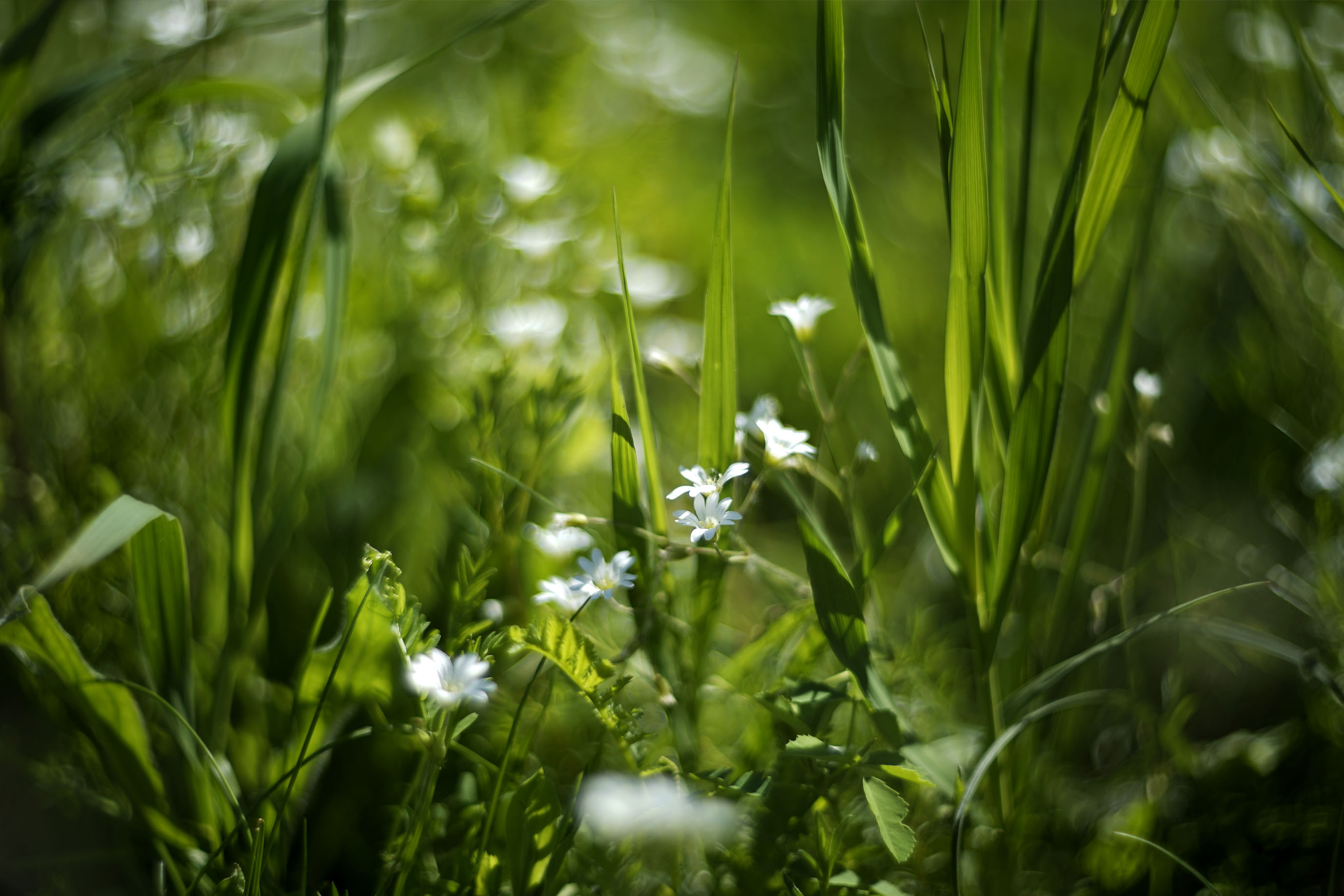 wildflowers lawn helios 4.jpg
