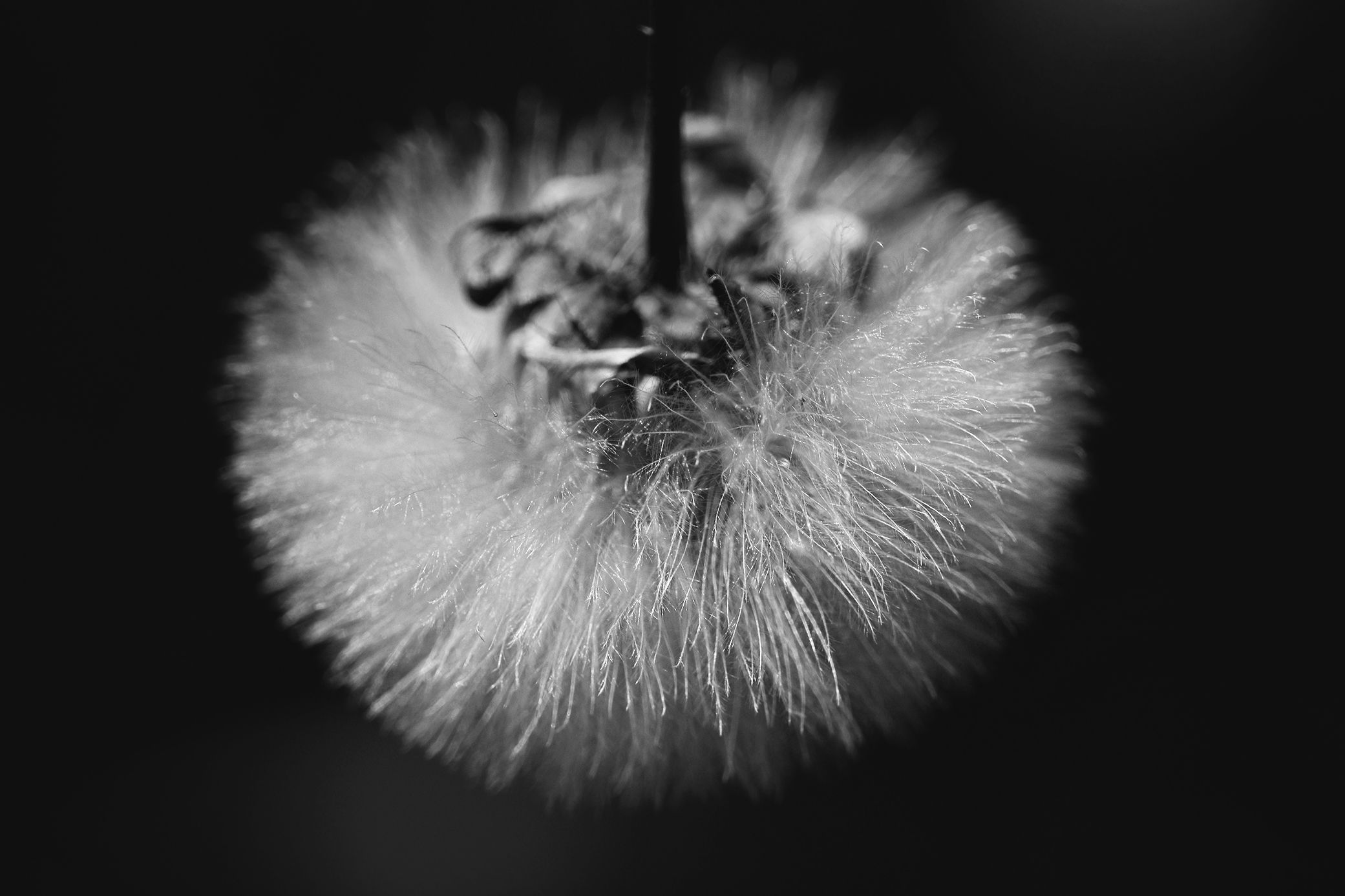 fluffy seeds bw 4.jpg