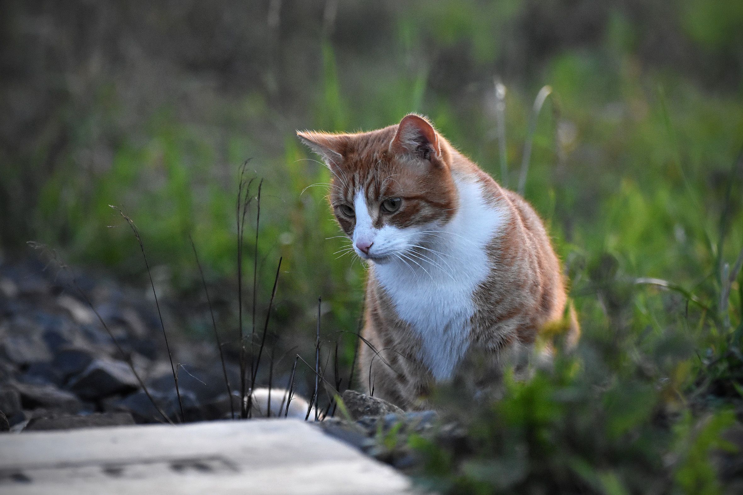 ginger cat tracks 8.jpg