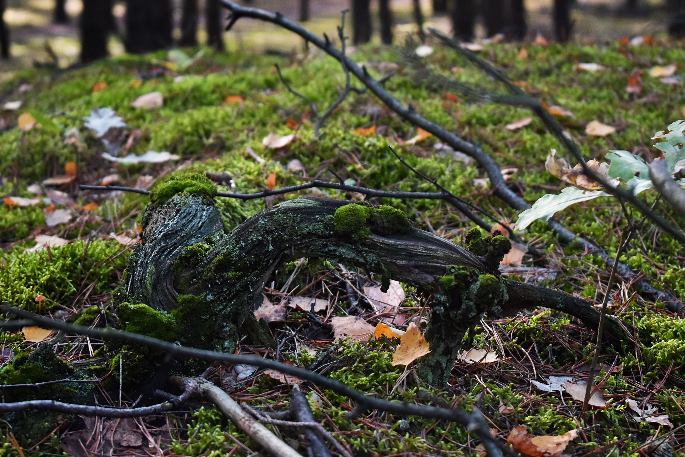dead wood forest pl 1.jpg