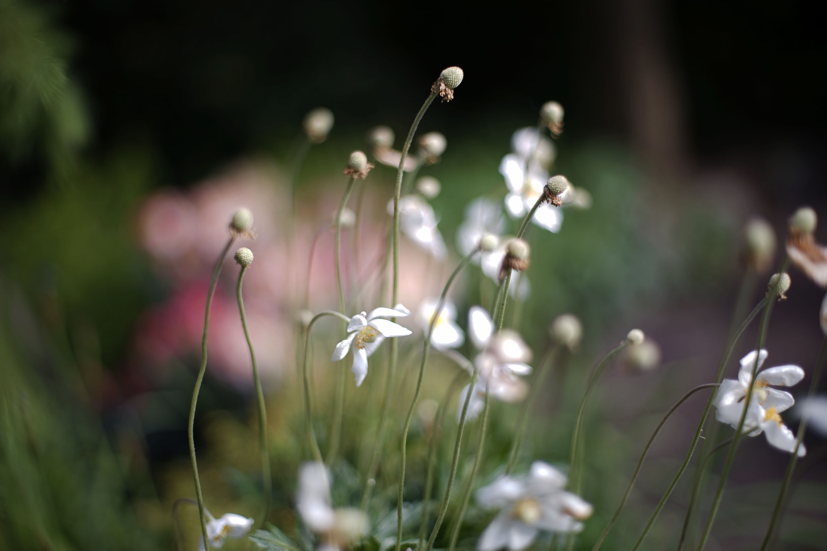 anemones garden takumar.jpg