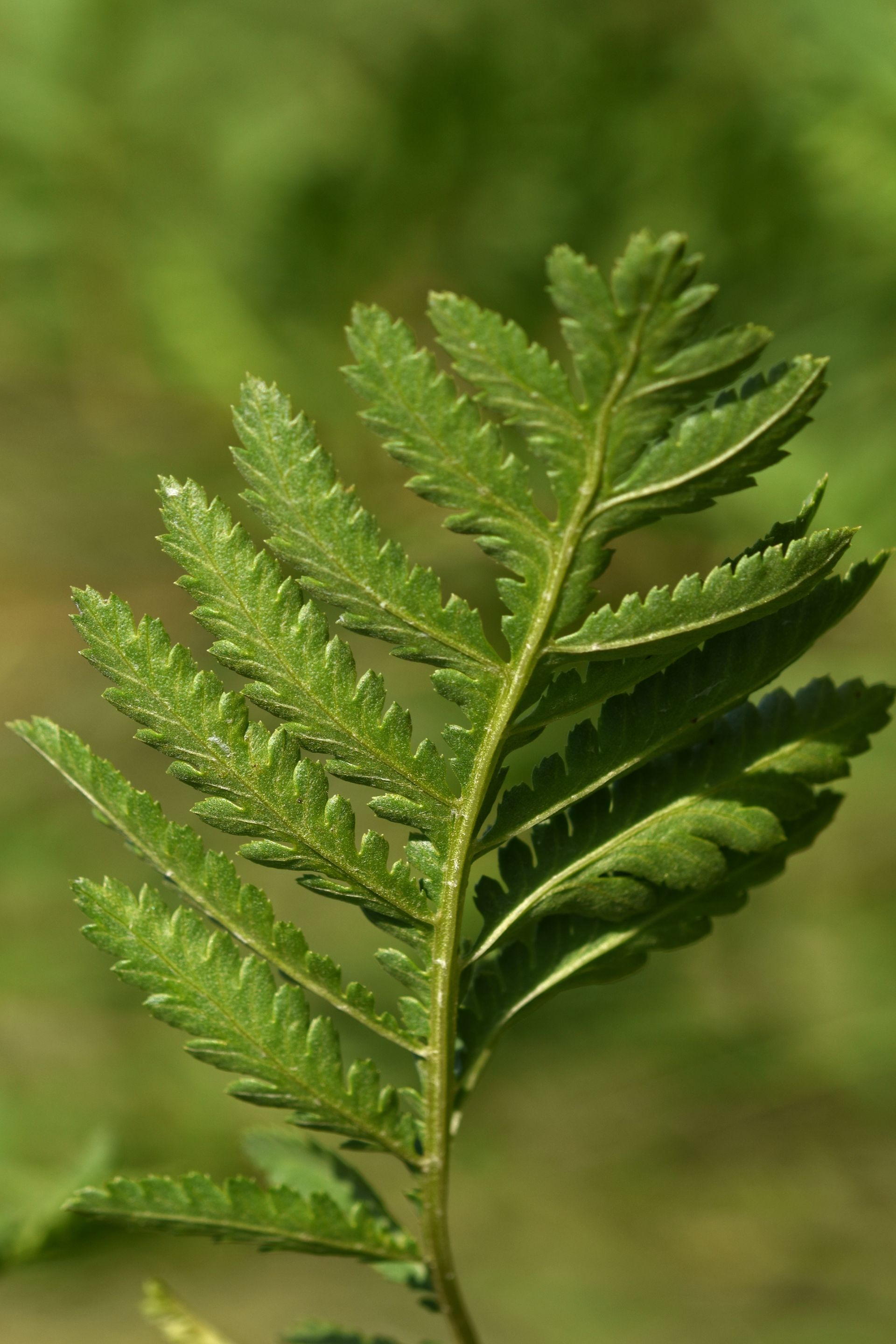 Tanacetum vulgare yellow wilflower pl 8.jpg