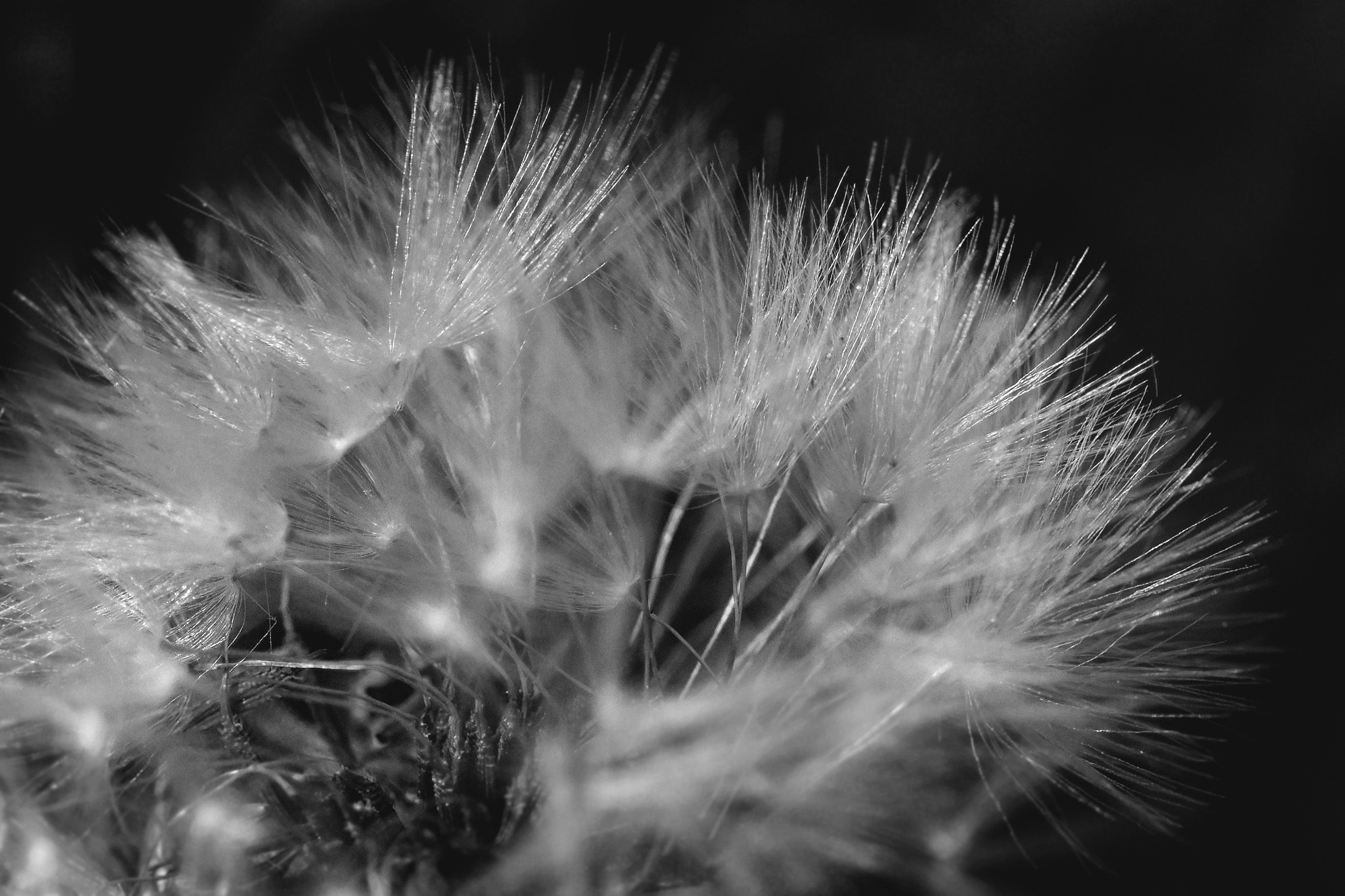 dandelion seeds macro bw 6.jpg