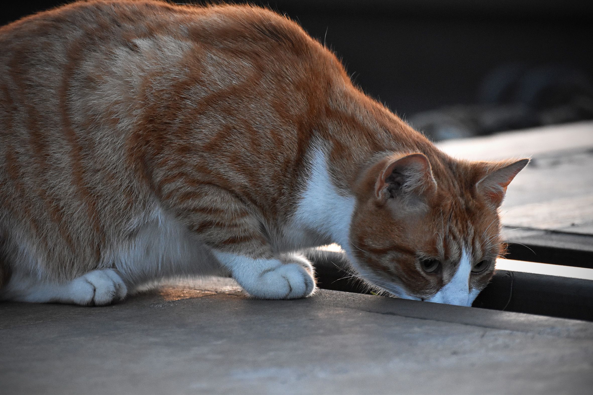 ginger cat tracks 15.jpg