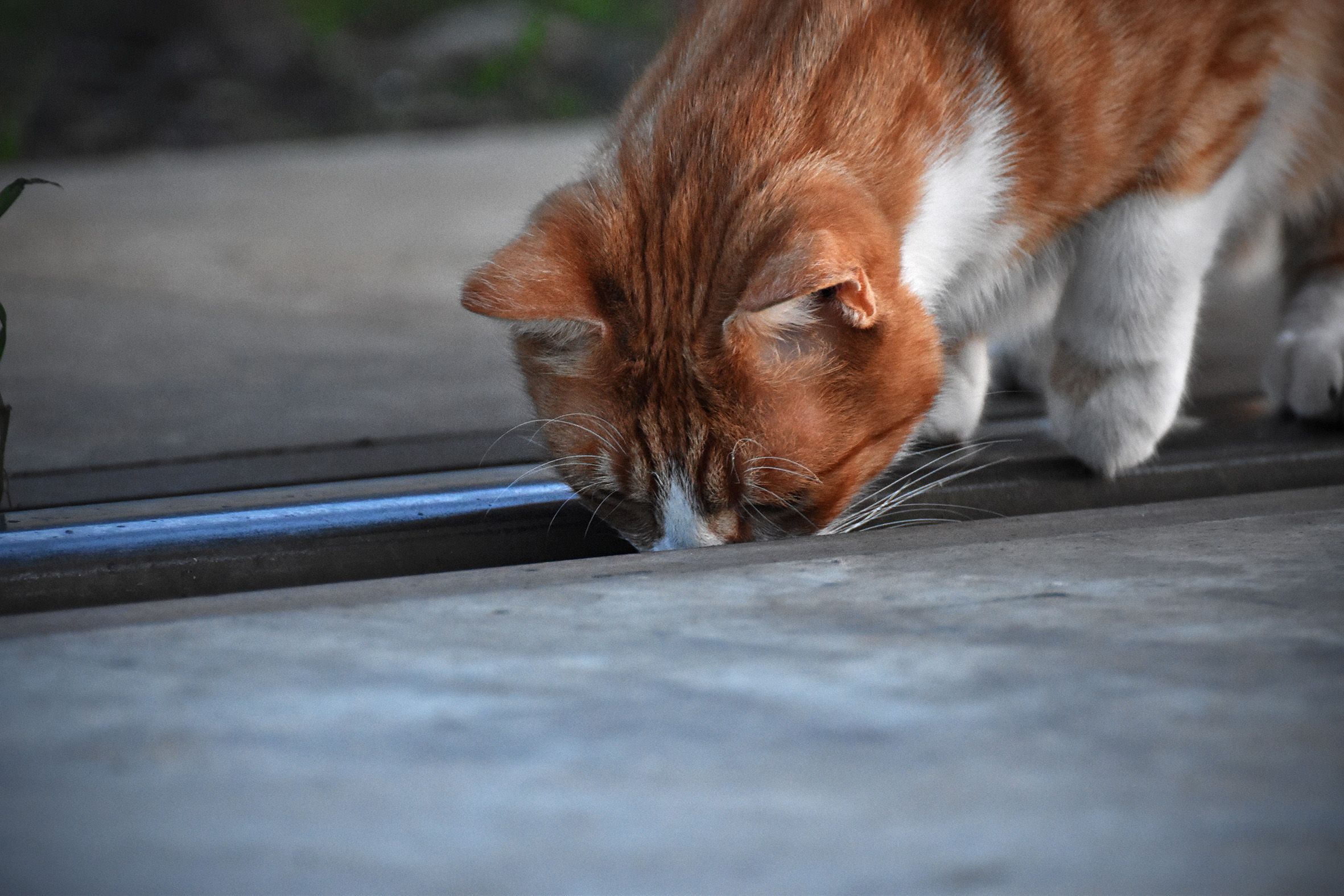 ginger cat tracks 14.jpg