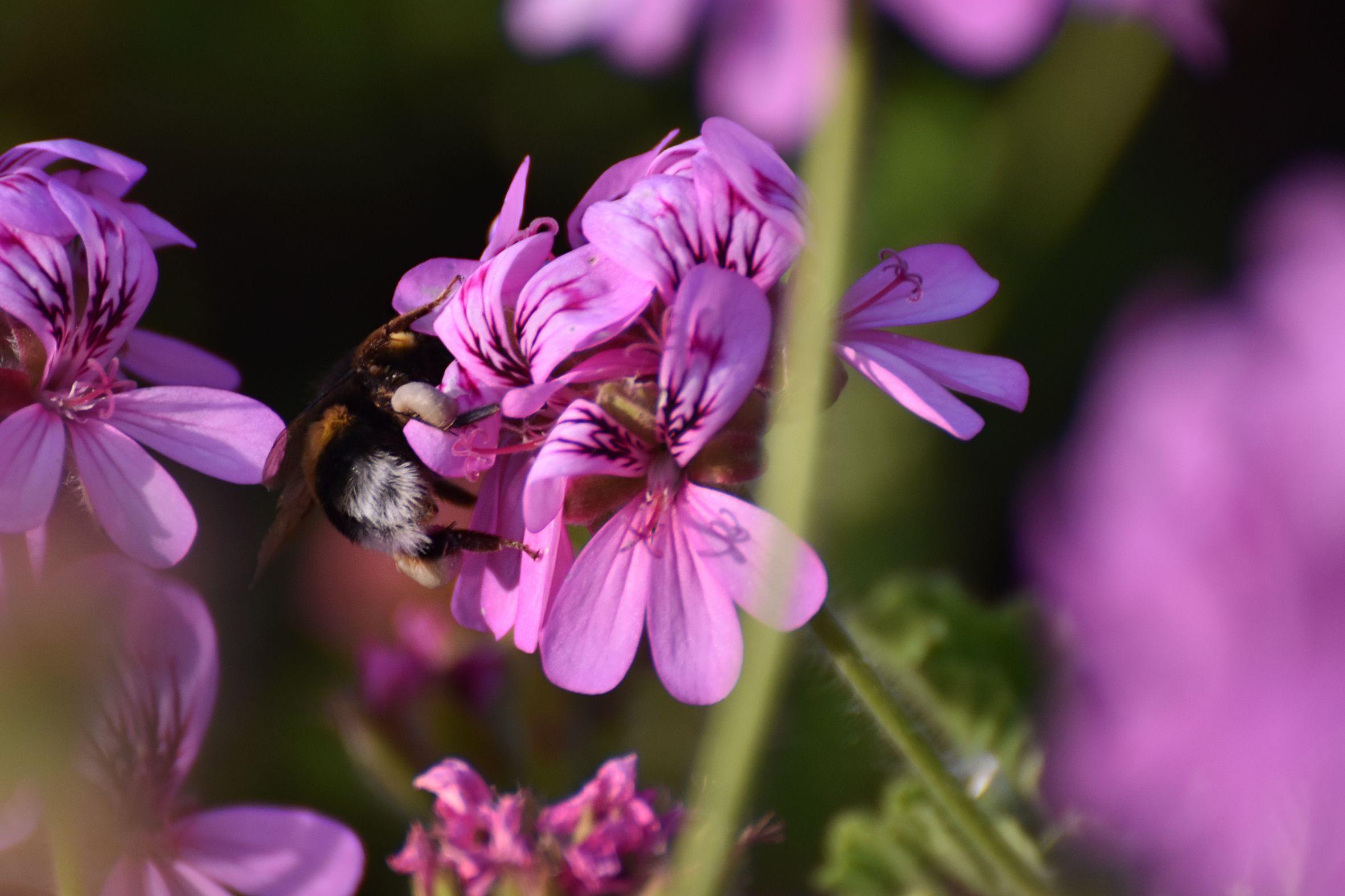 Bumblebee pelargonium 1.jpg