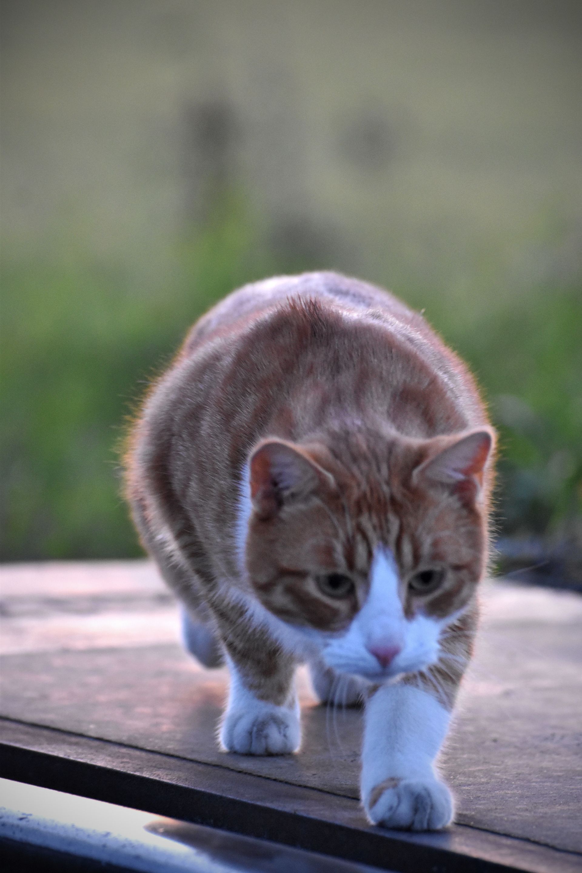ginger cat tracks 10.jpg