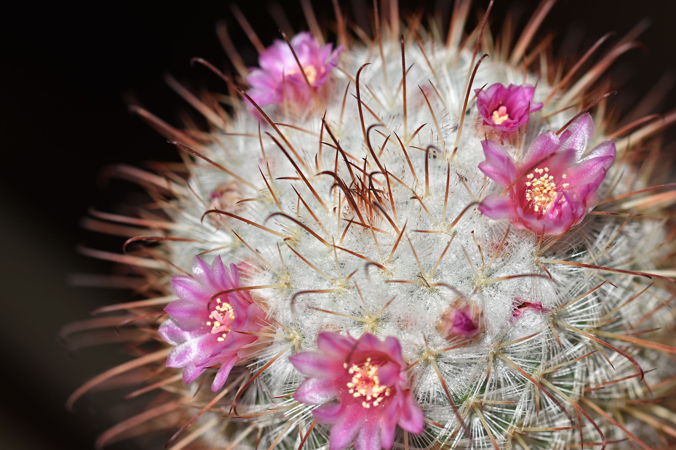 Mammillaria Bombycina 2025 6.jpg