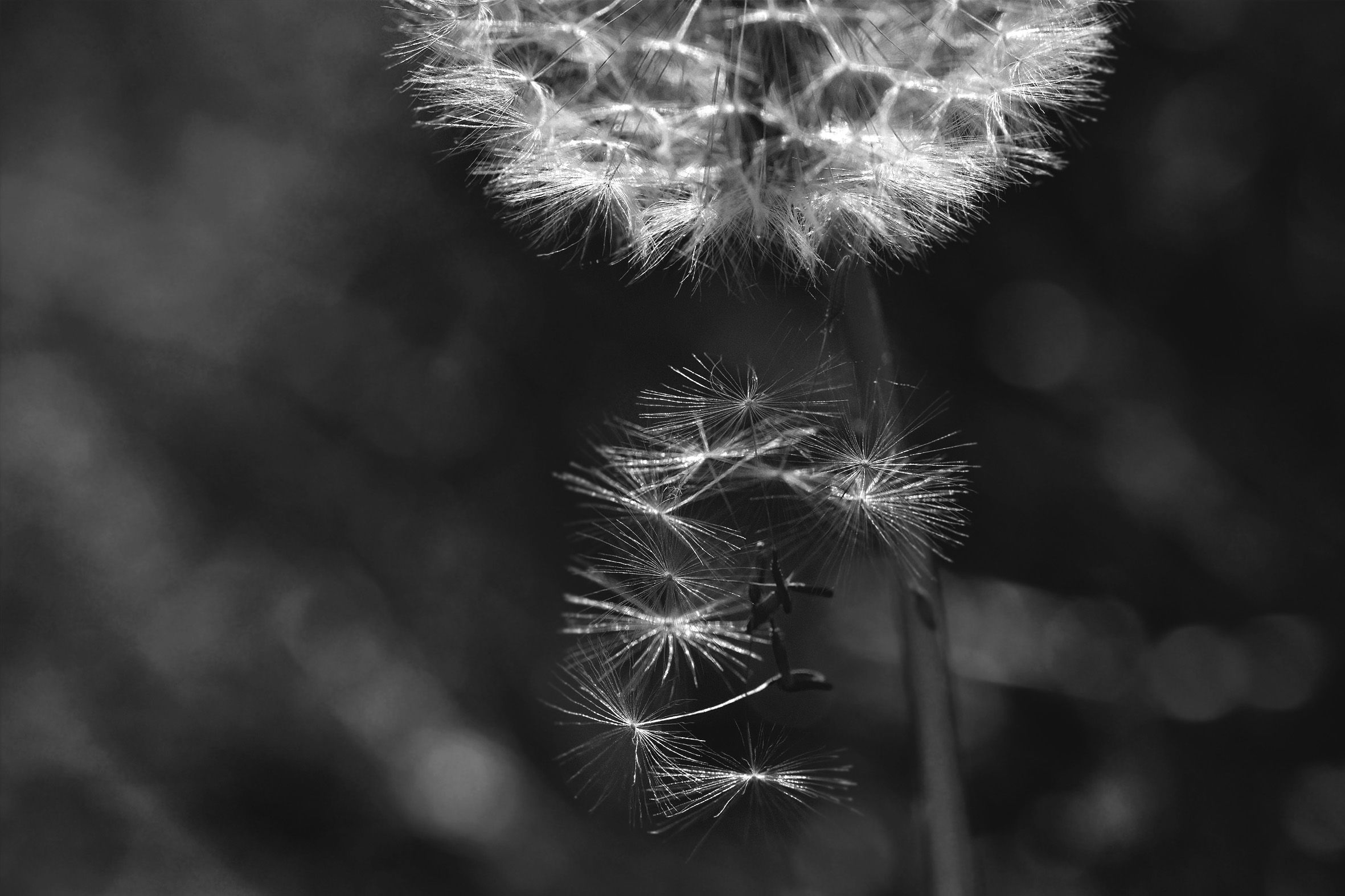 dandelion seeds macro bw 8.jpg
