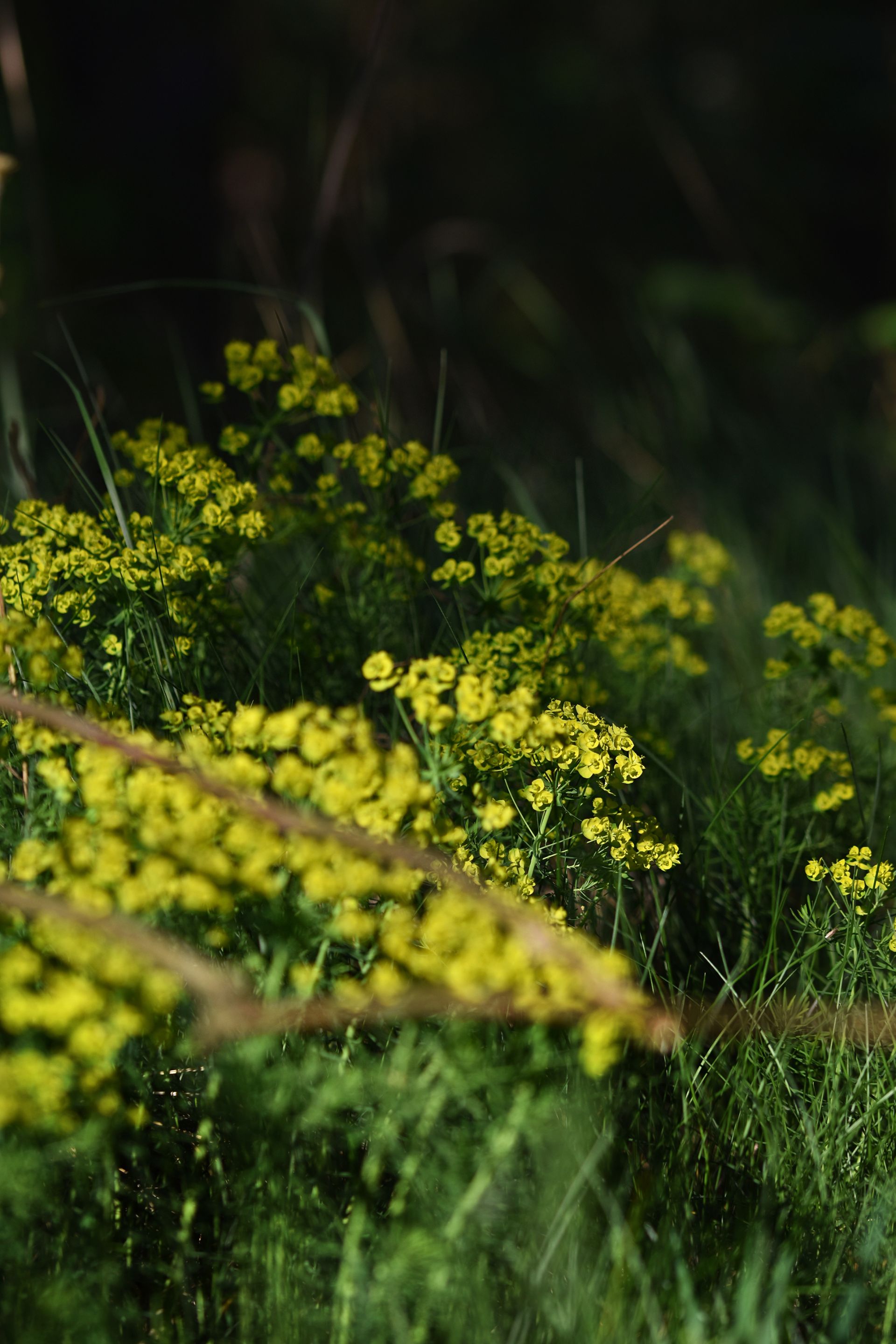 Euphorbia flowers pl 10.jpg