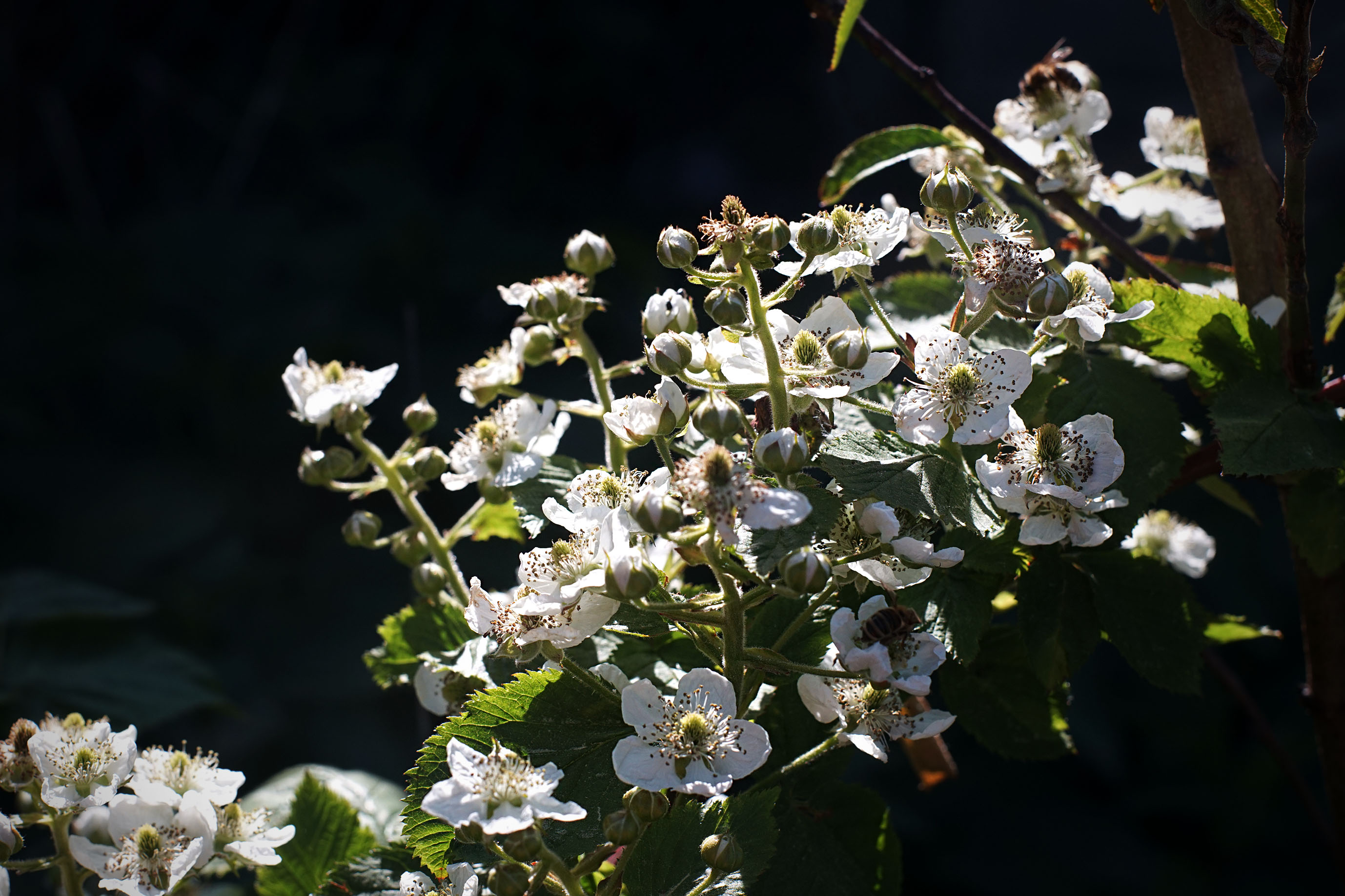 helios bokeh garden pl 8.jpg