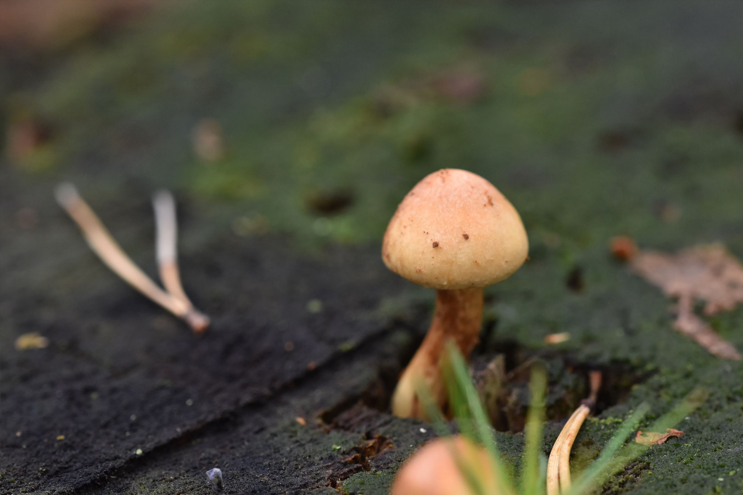 tiny mushrooms on tree stump 7.jpg