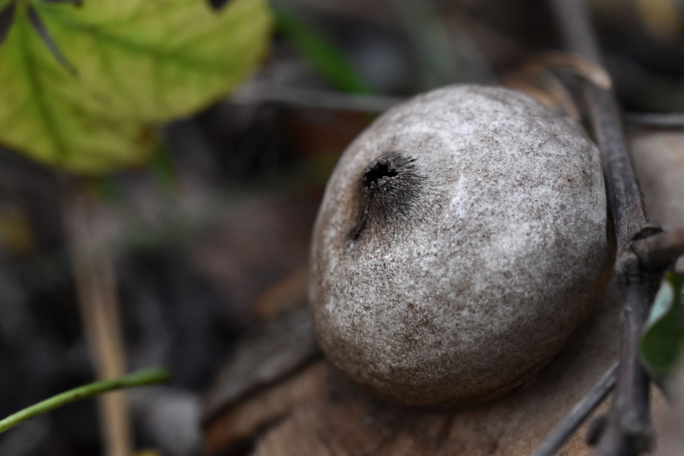 geastrum earthstar mushroom pl 14.jpg
