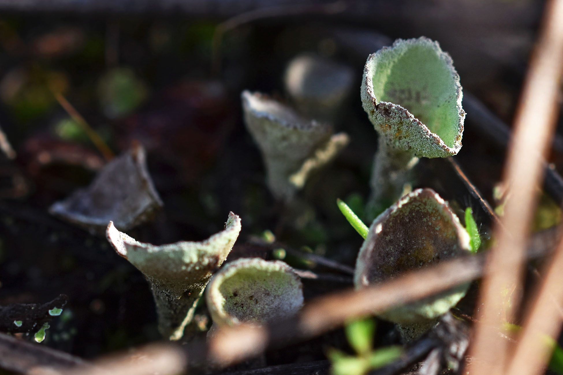 cladonia lichen cups 3.jpg