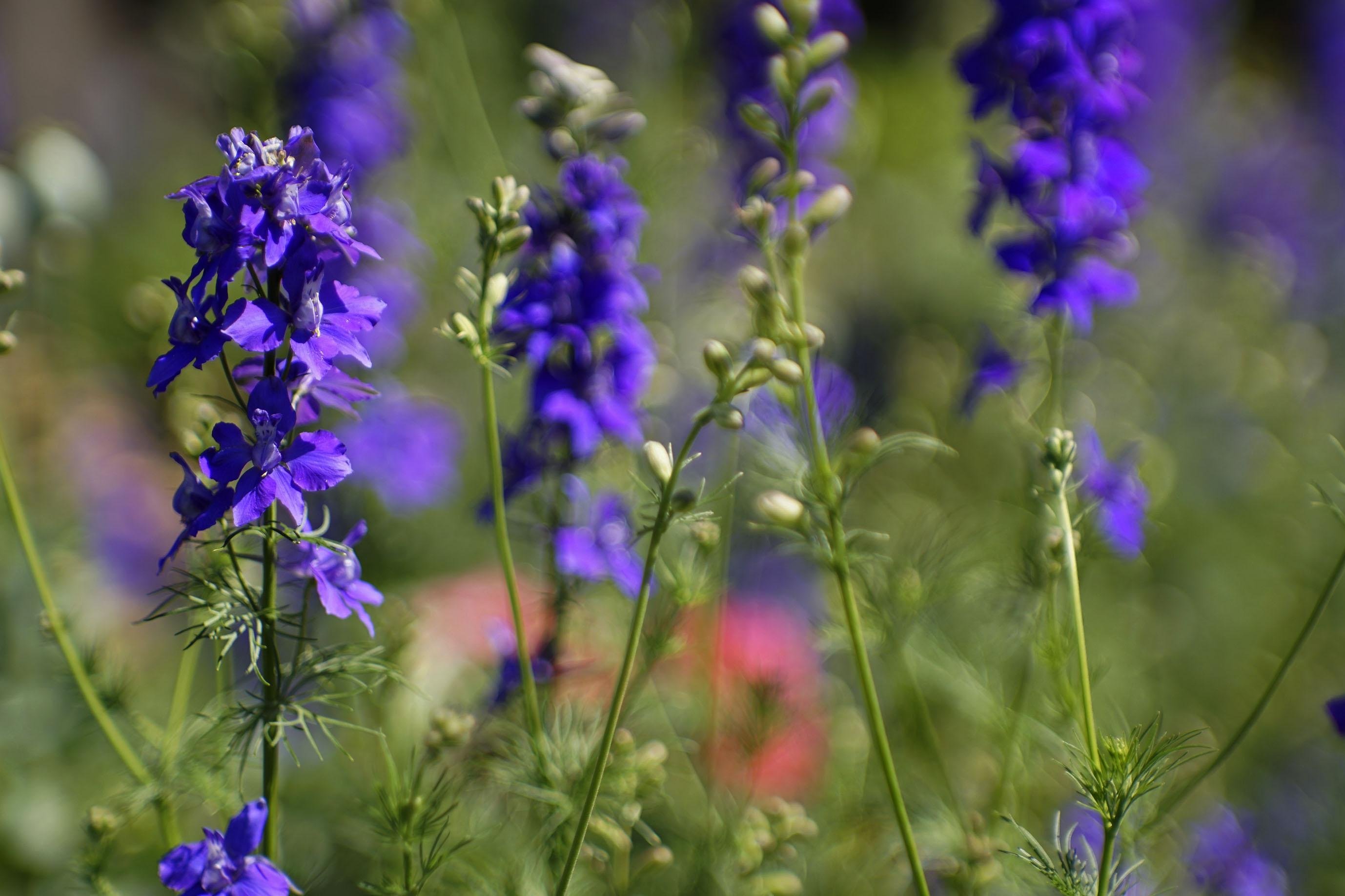 delphinium garden jupiter 3.jpg
