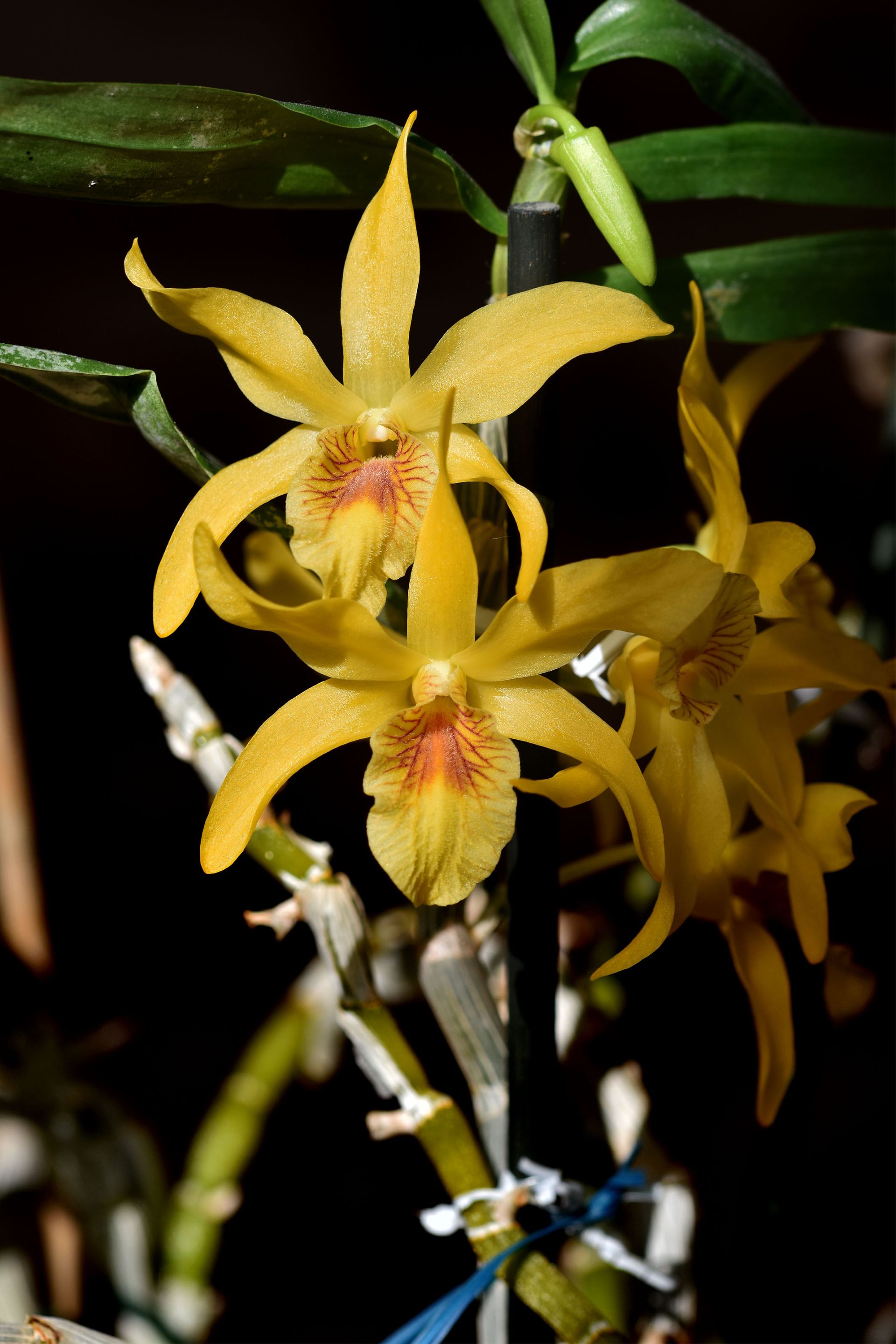 Dendrobium stardust chiyomi 2023 2.jpg