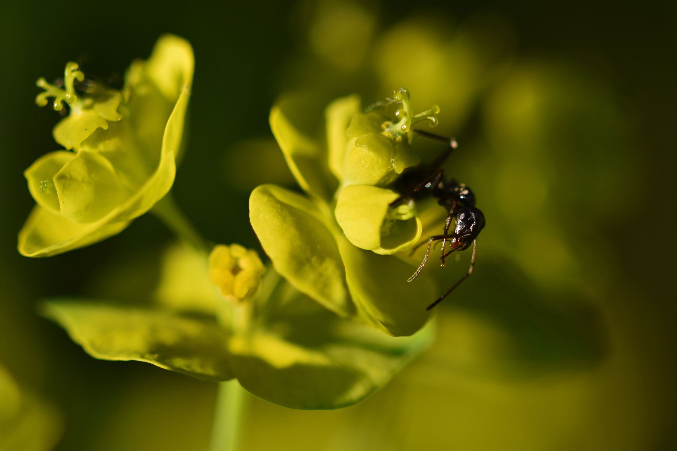 Euphorbia flowers pl 2.jpg