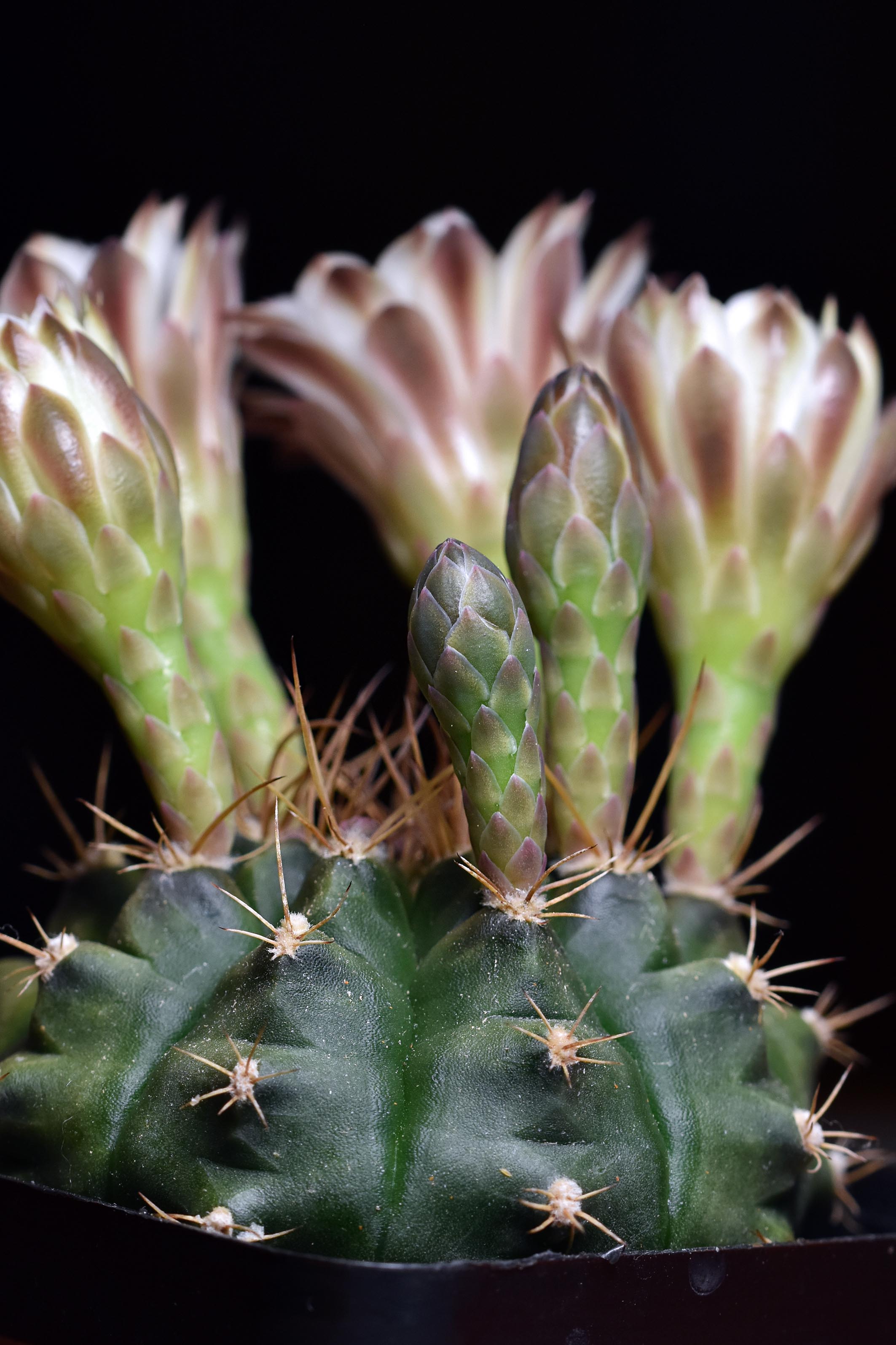 Gymnocalycium white flower 2025 5.jpg