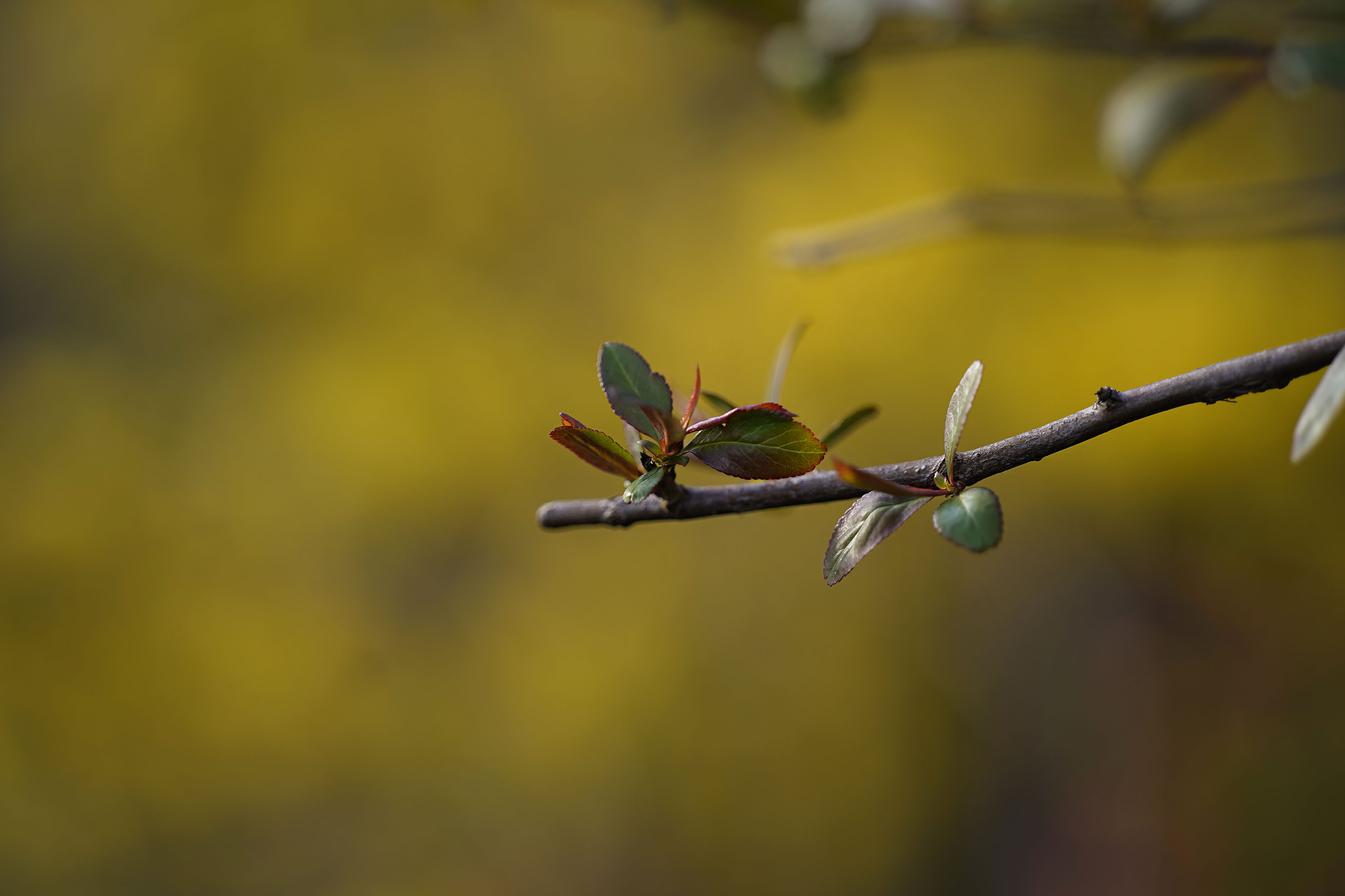 Samyang 135 garden 11.jpg