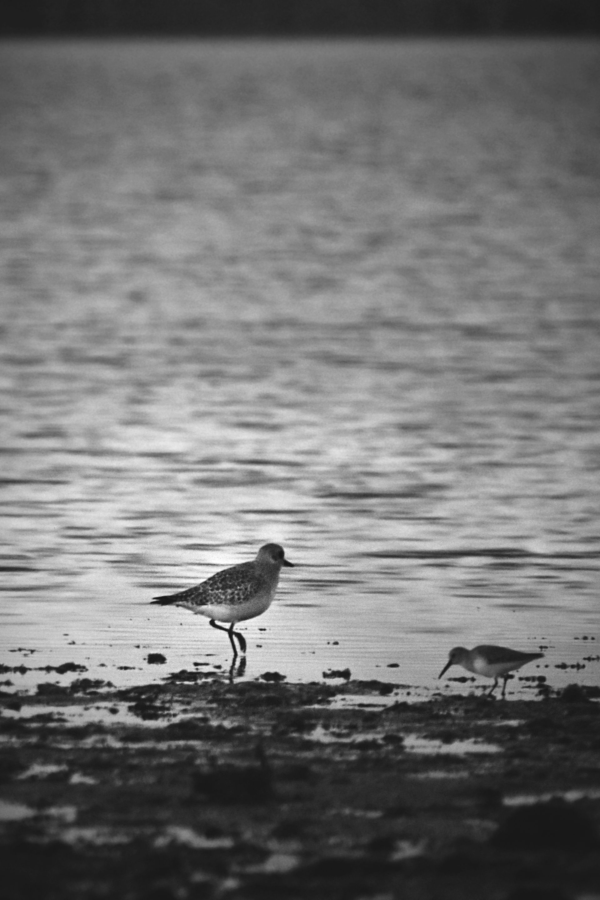 Ruddy turnstone beach bw 8.jpg