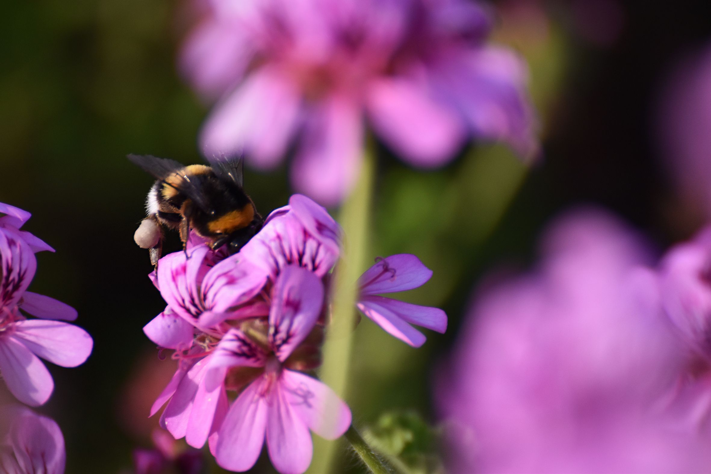 Bumblebee pelargonium 2.jpg