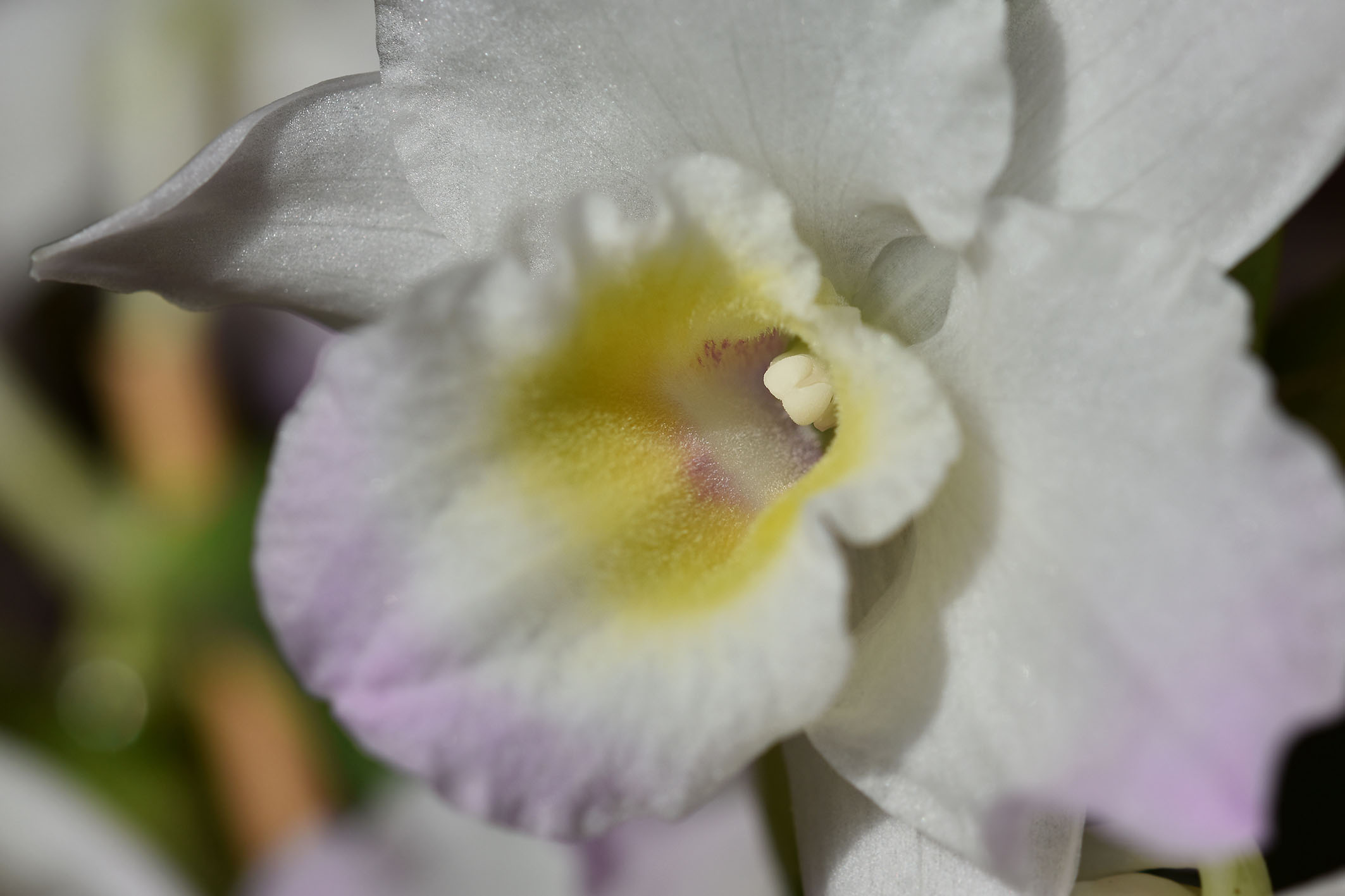 Dendrobium nobile spring dream 2023 2.jpg