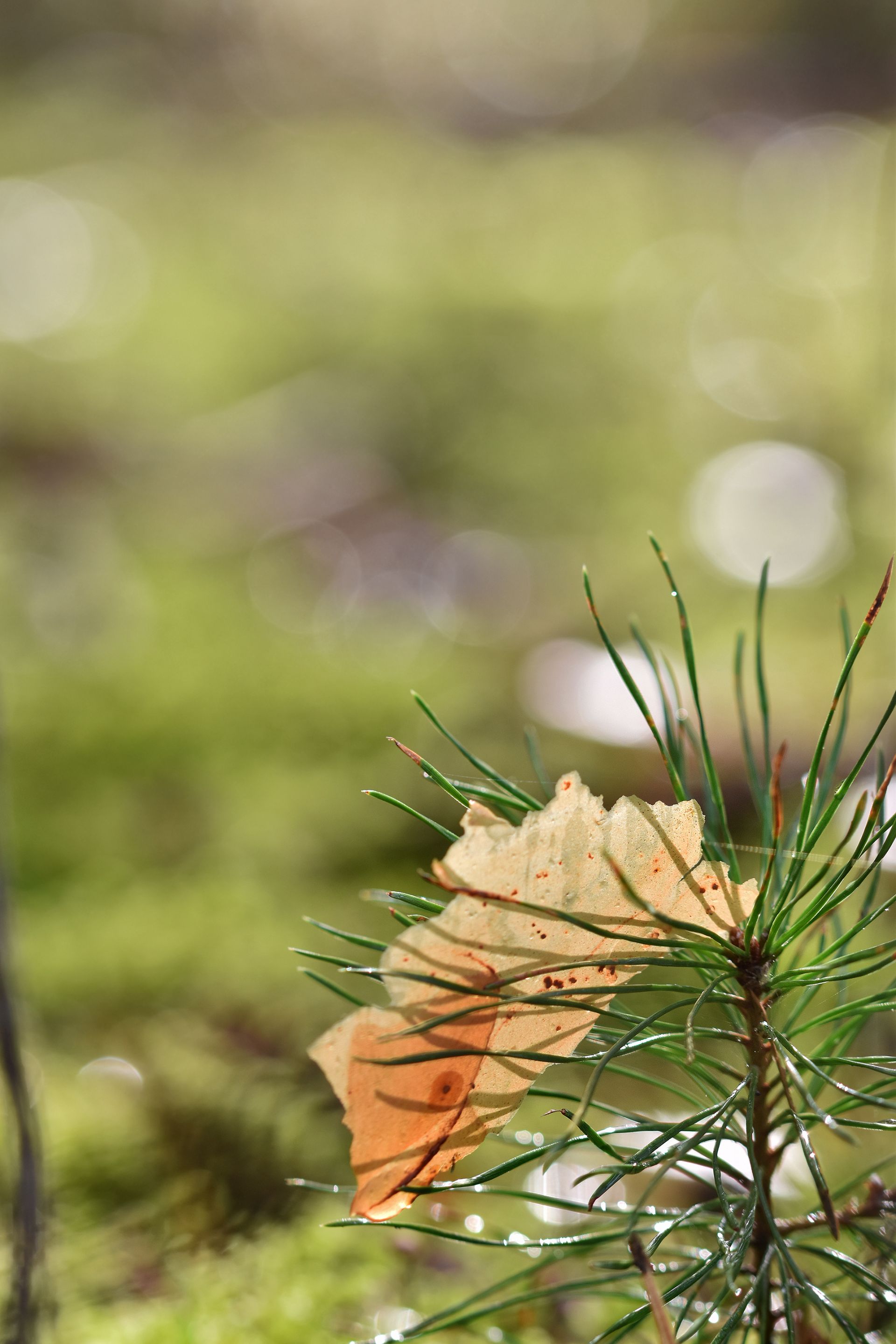 forest bokeh rain pl 5.jpg