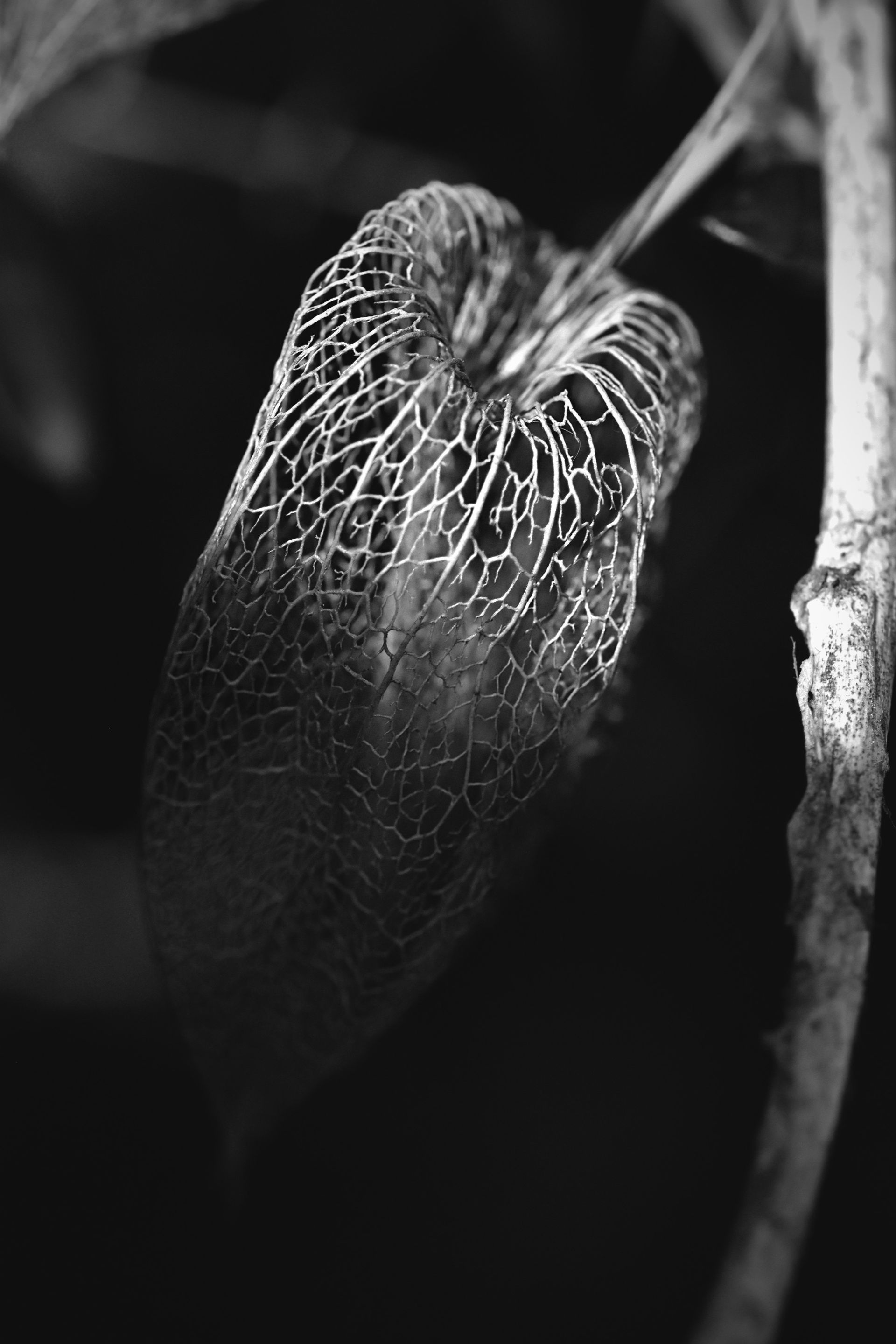 Physalis lace pl bw 11.jpg