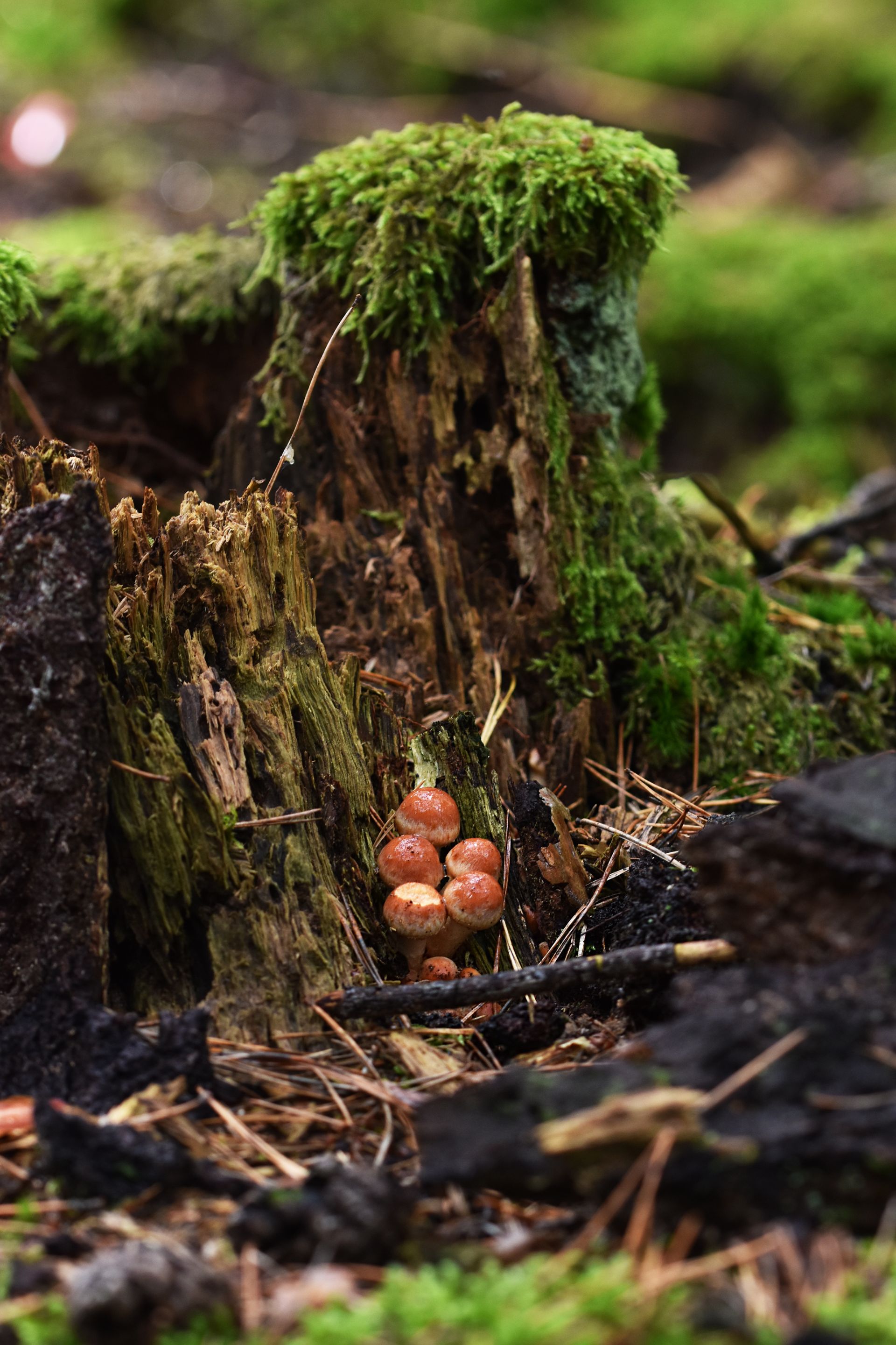 small orange mushrooms pl 4.jpg