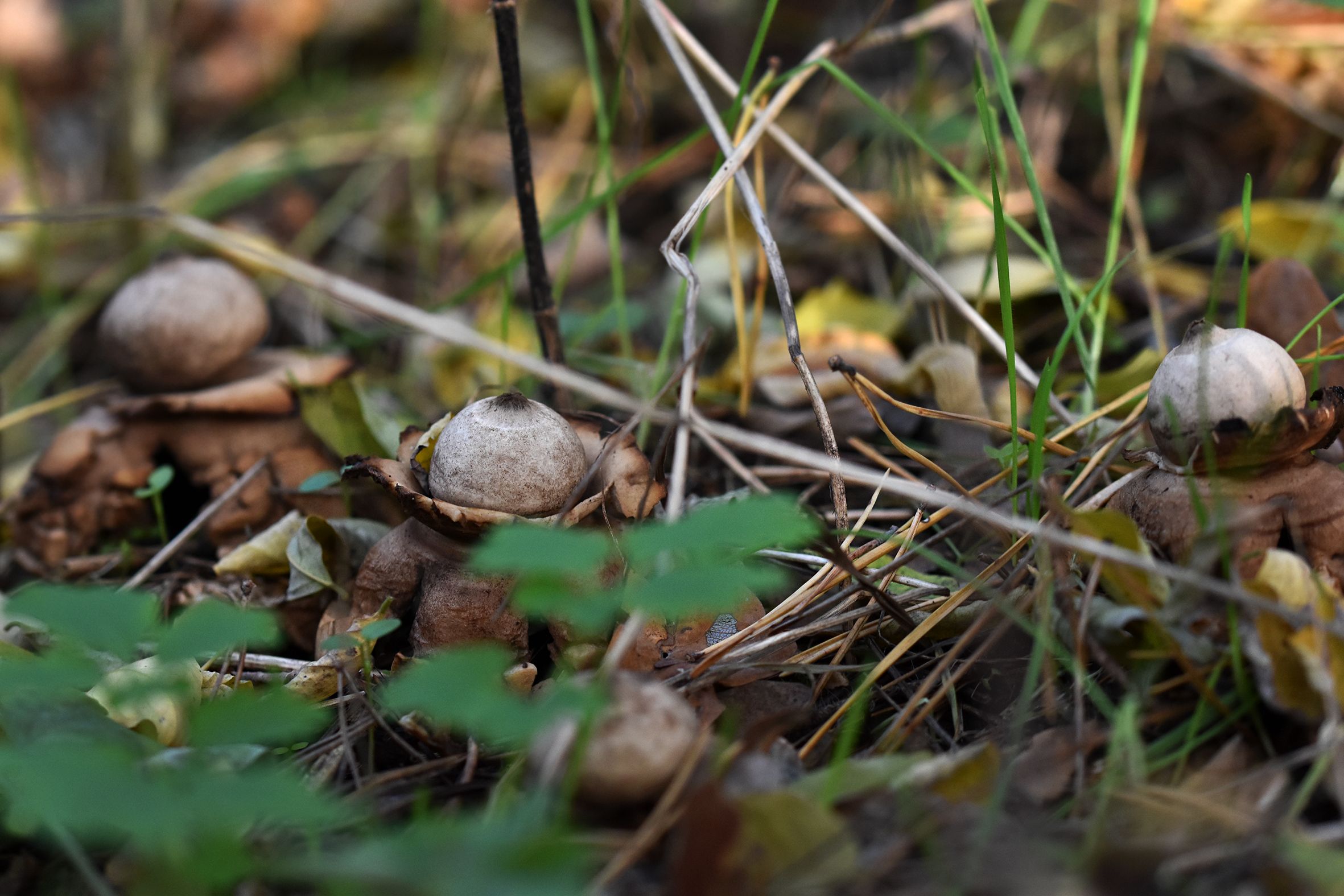 geastrum earthstar mushroom pl 13.jpg