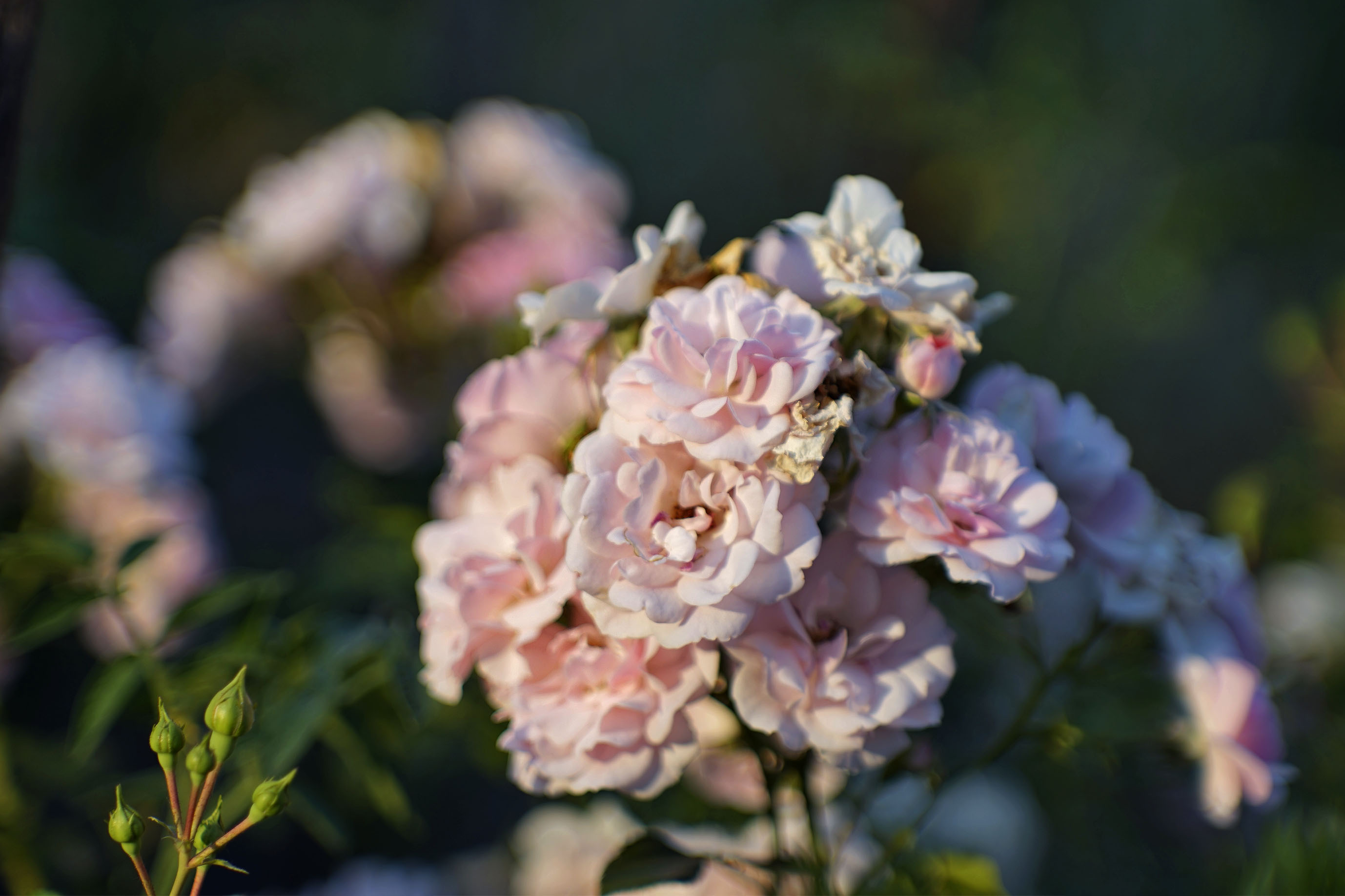 pink rose jupiter 1.jpg
